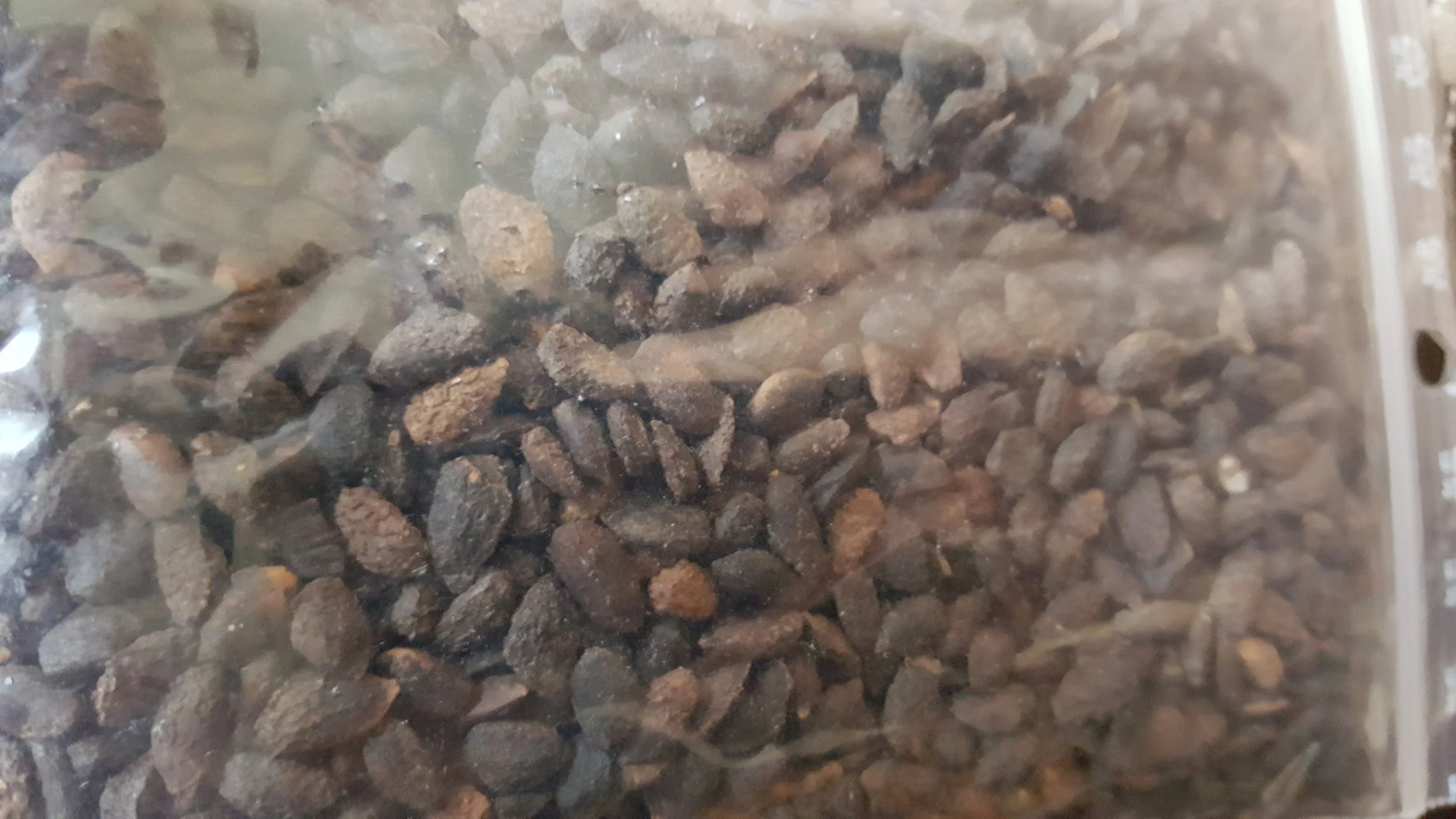 Monterey Pine (Pinus Radiata)