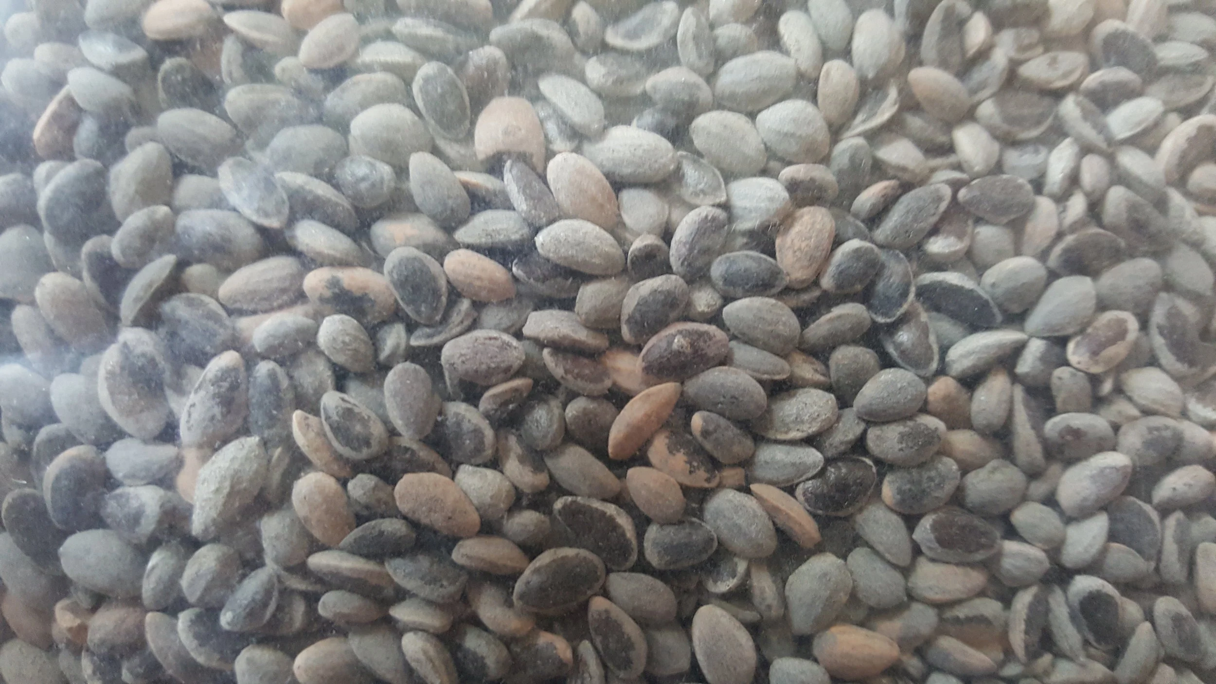 Maritime Pine (Pinus Pinaster)