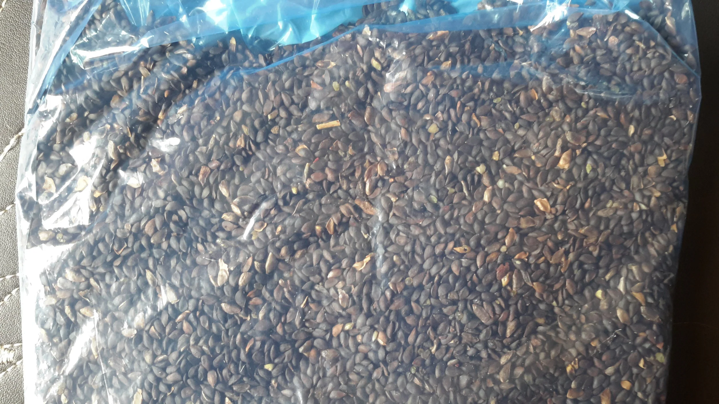 Green Dragon Spruce (Picea Retroflexa)