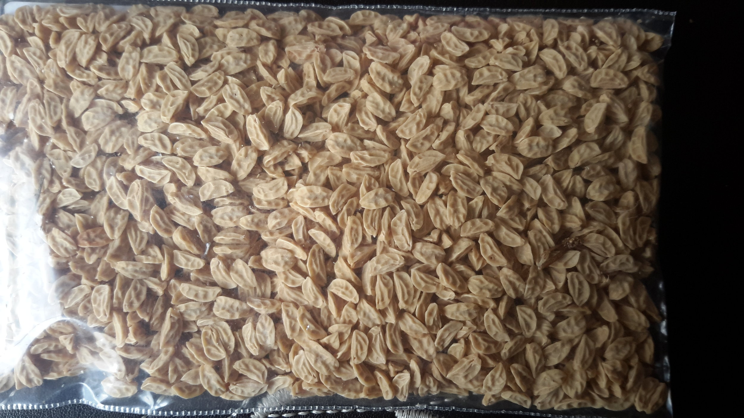 Chinese Holly (Ilex Cornuta)