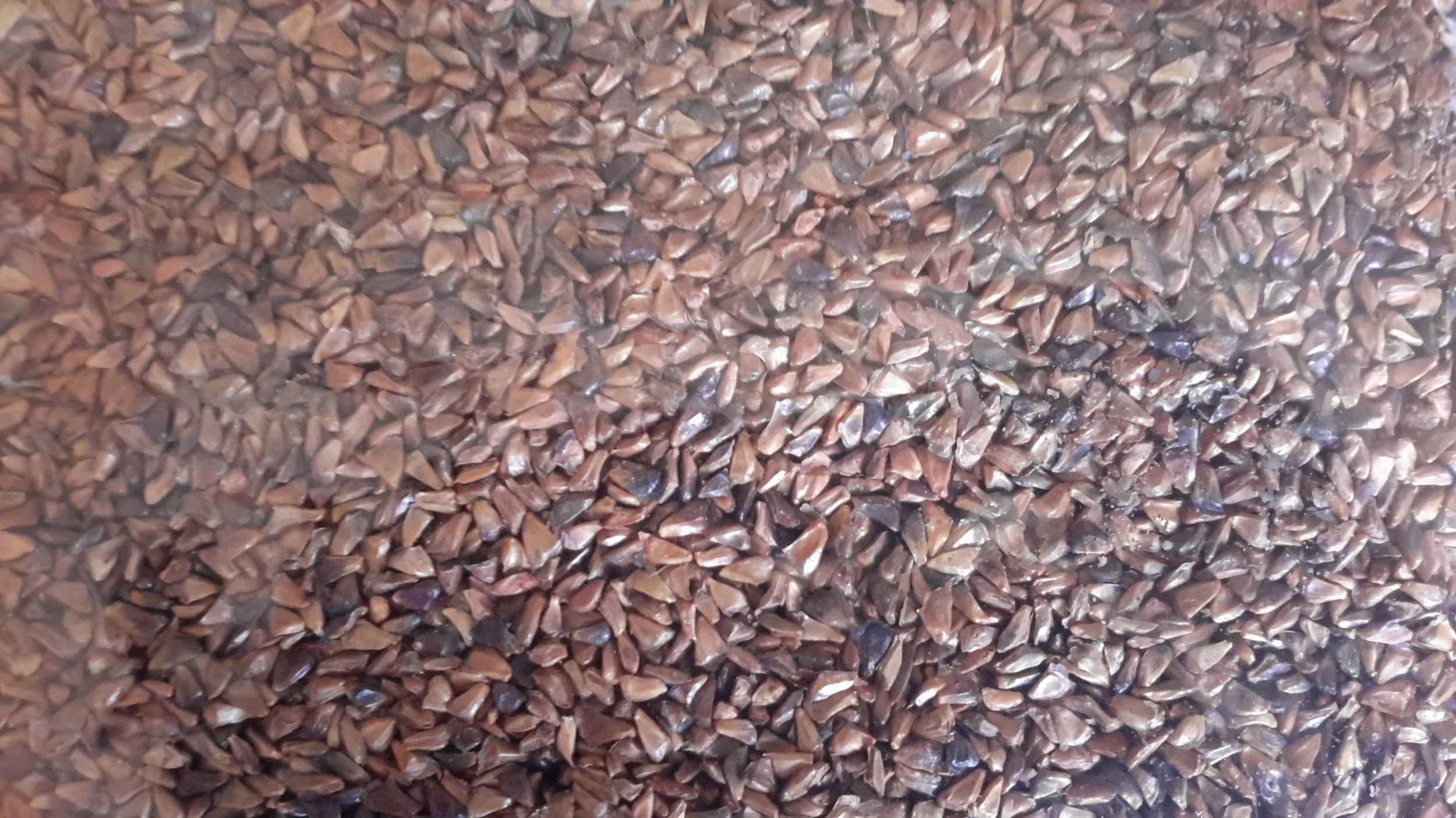 Balsam Fir (Abies Balsamea)