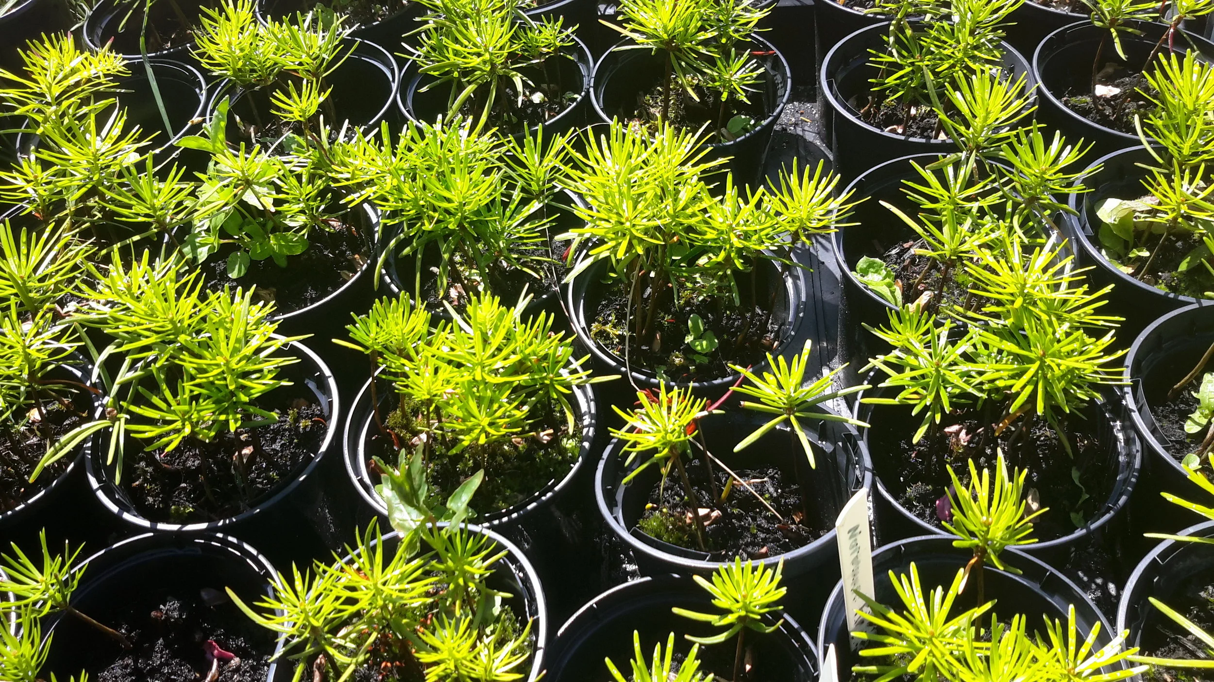 Nordmann Fir (Abies Nordmanniana) 