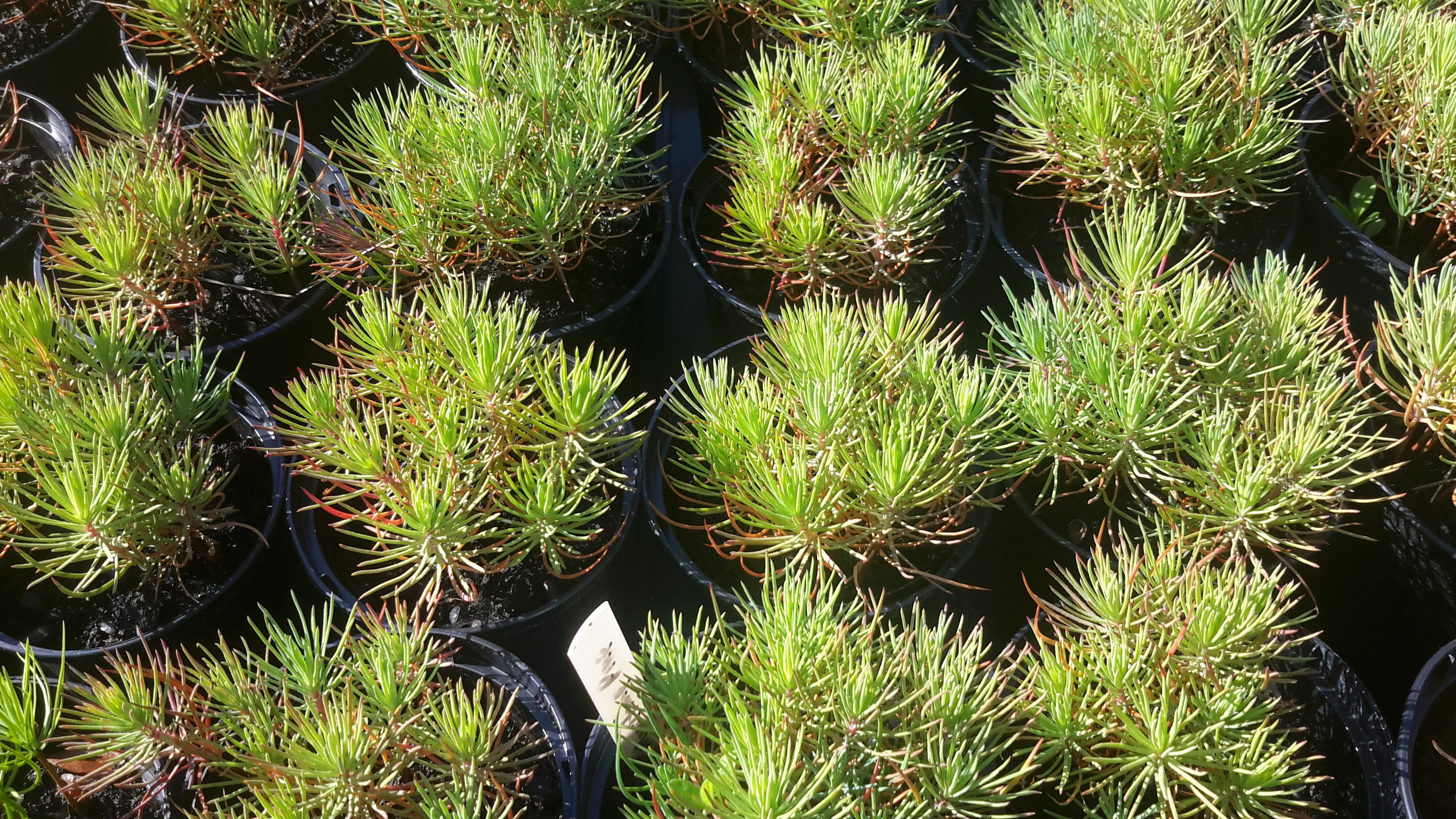 Maritime Pine (pinus Pinaster) seedlings from 2016