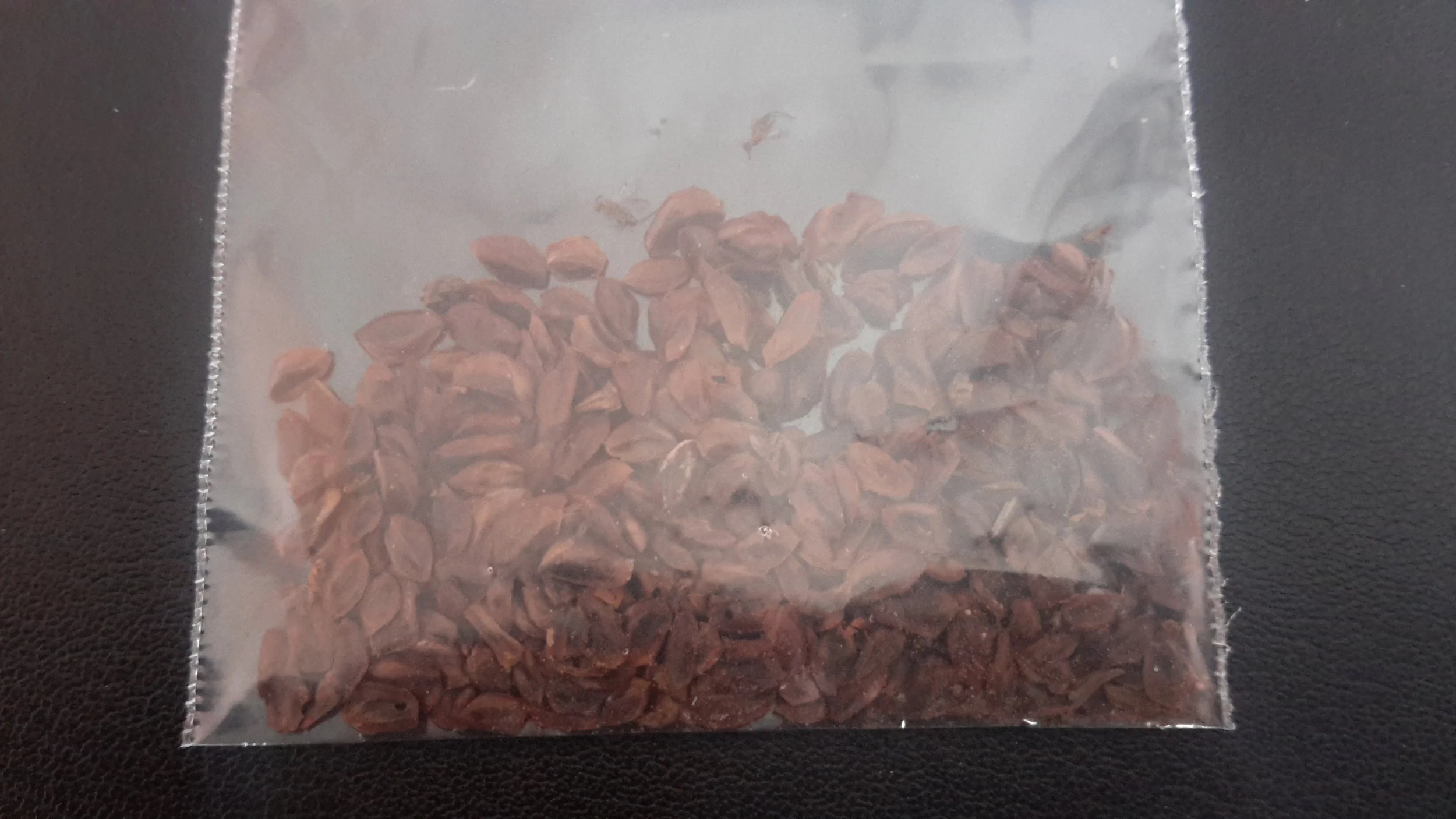 Japanese Cedar Sugi (Cryptomeria Japonica)