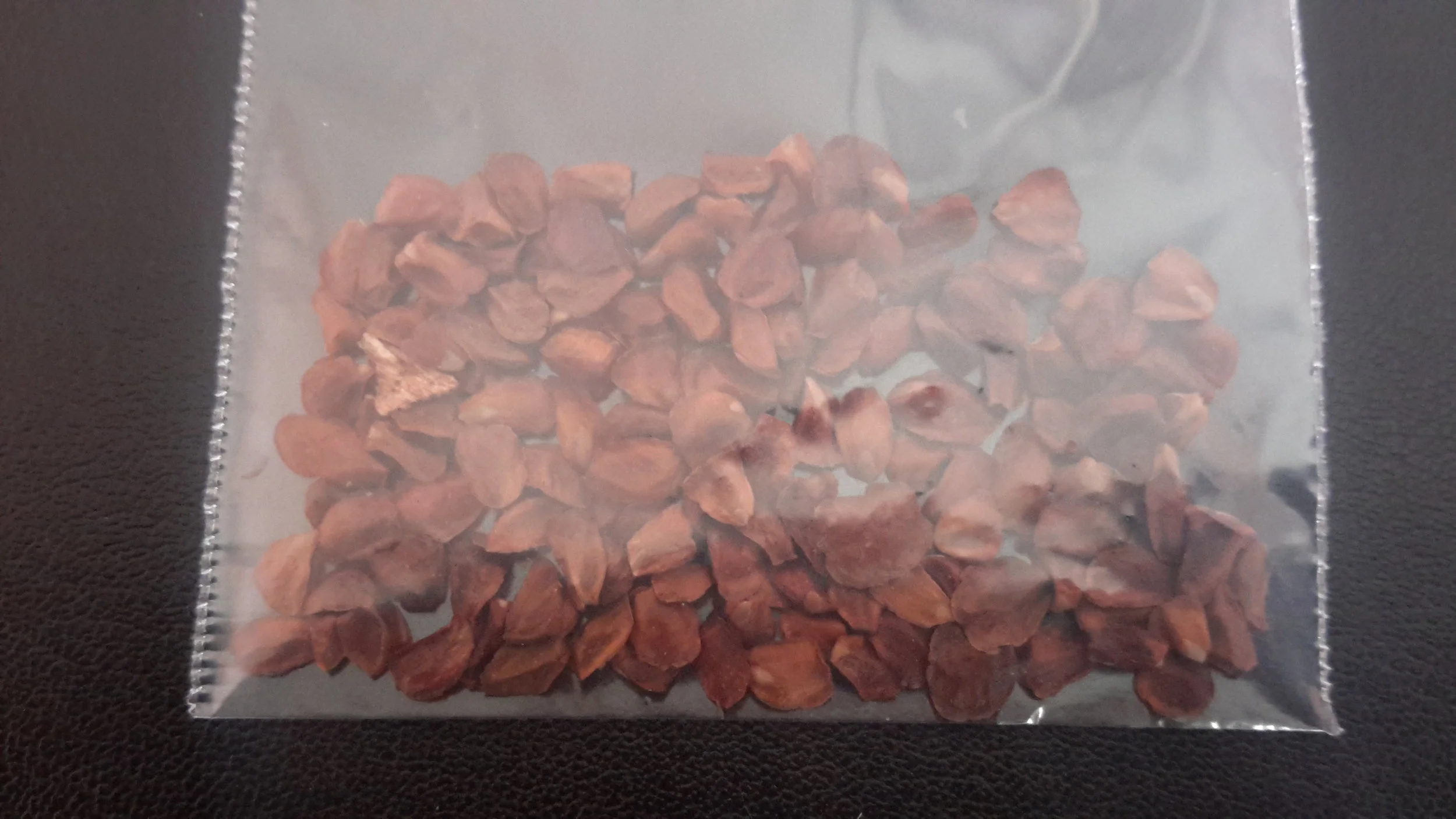 Monterey Cypress (Cupressus Macrocarpa)