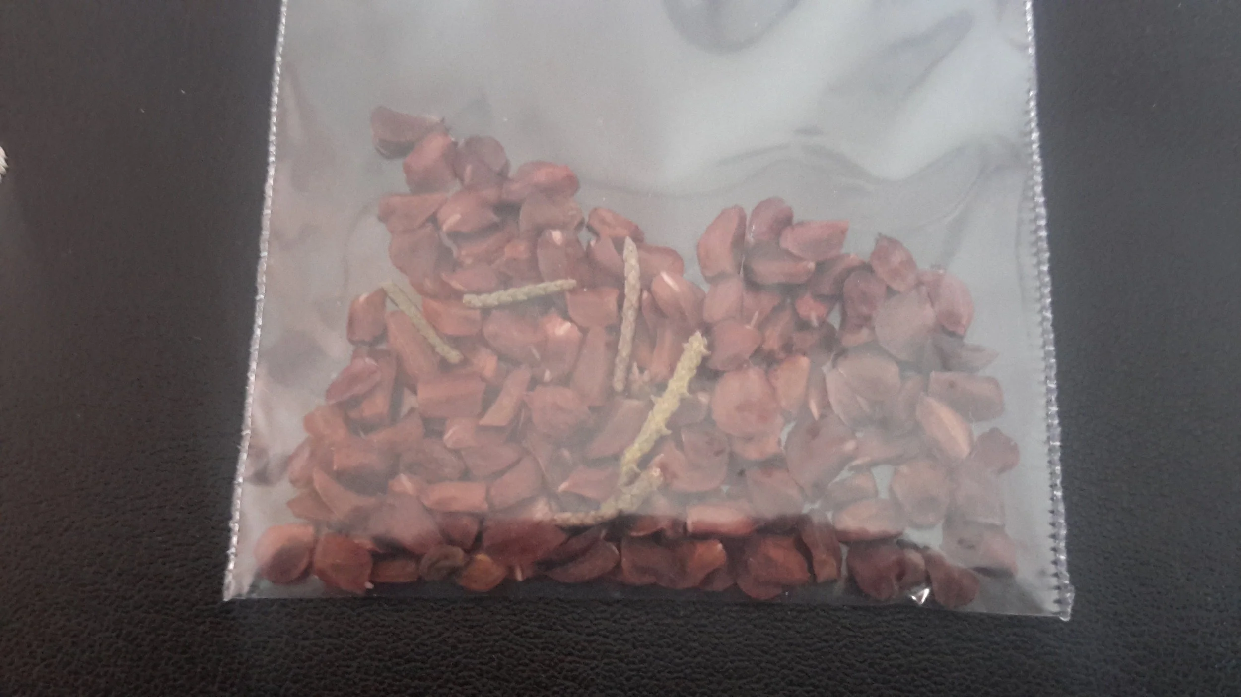 Mediterranean Cypress (Cupressus Sempervirens)