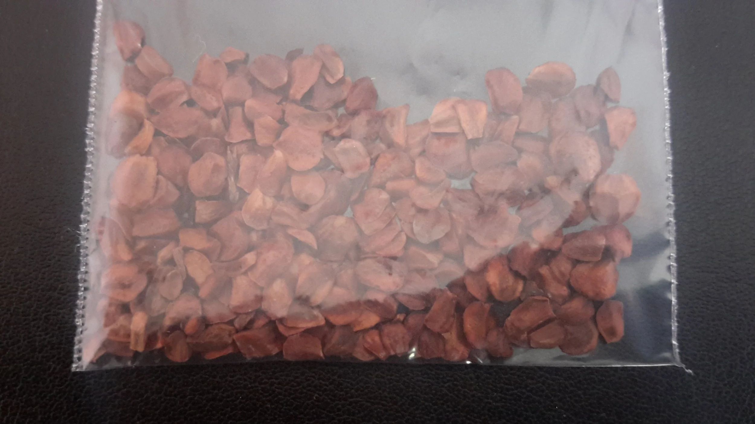 Himalayan Cypress (Cupressus Torulosa)