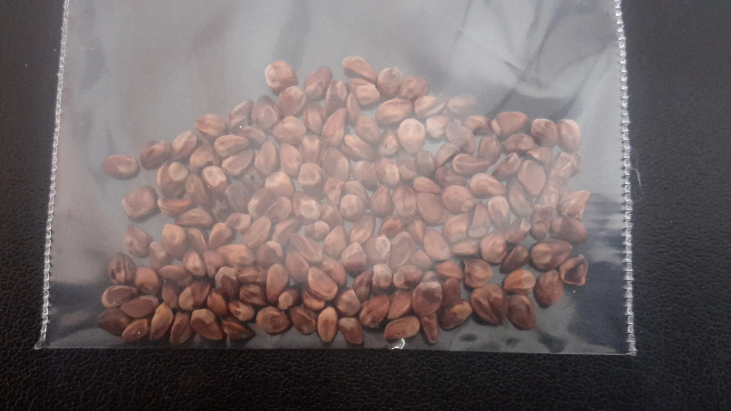 Eastern Red Cedar (Juniperus Virginiana)