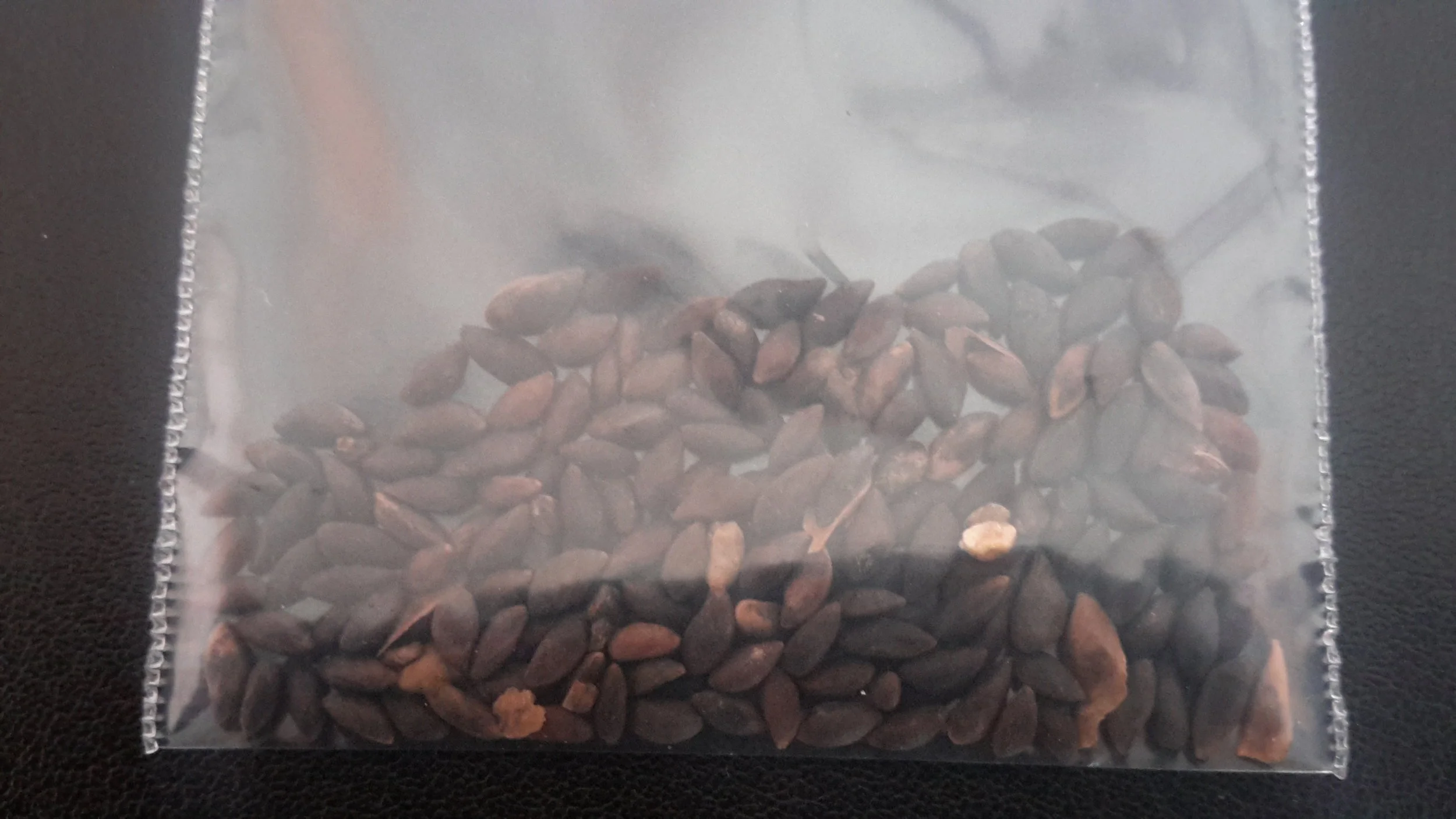 Brewers Weeping Spruce (Picea Breweriana)