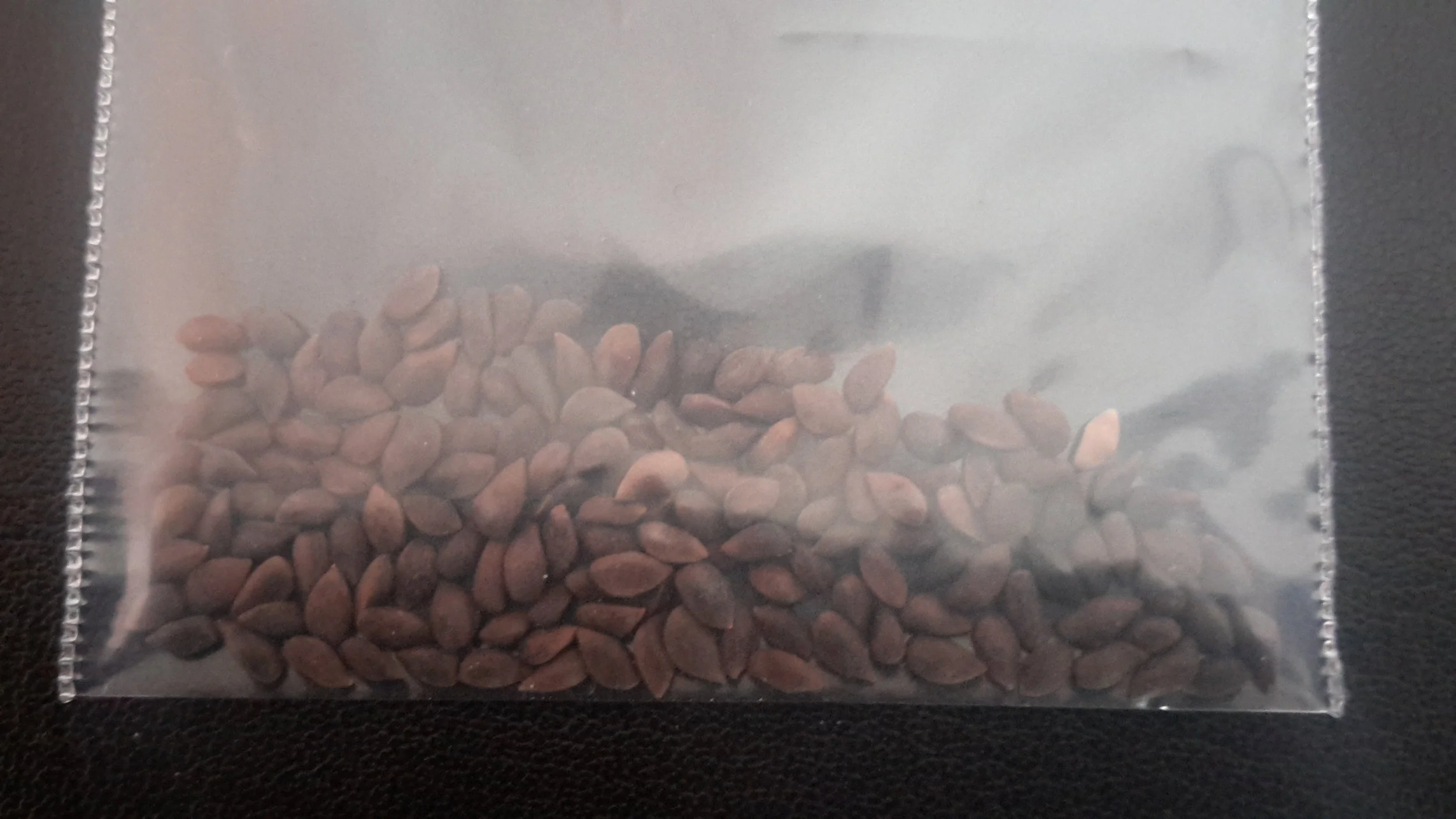 Engelmann Spruce (Picea Engelmannii)