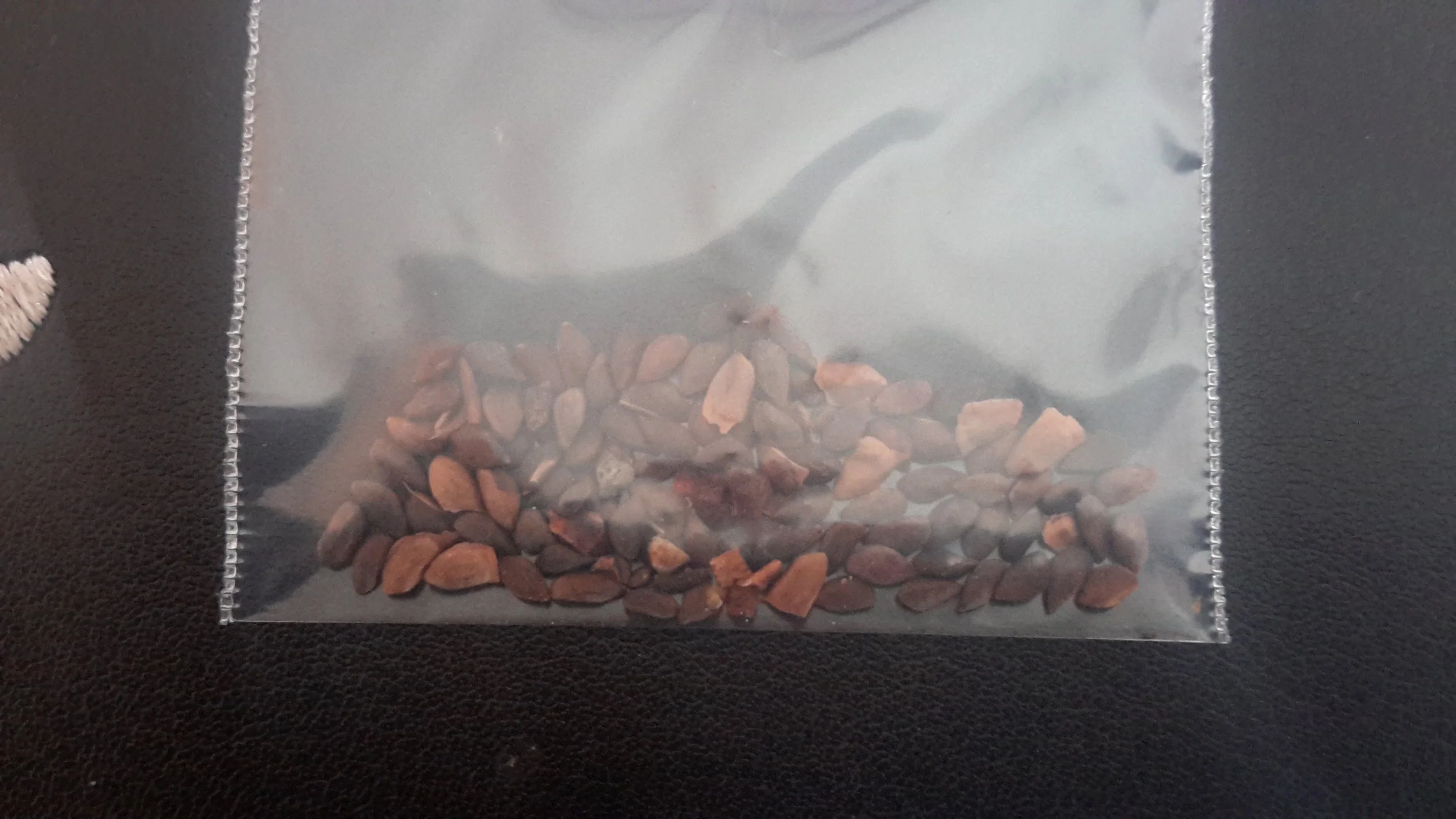 Meyer's Spruce (Picea Meyeri)