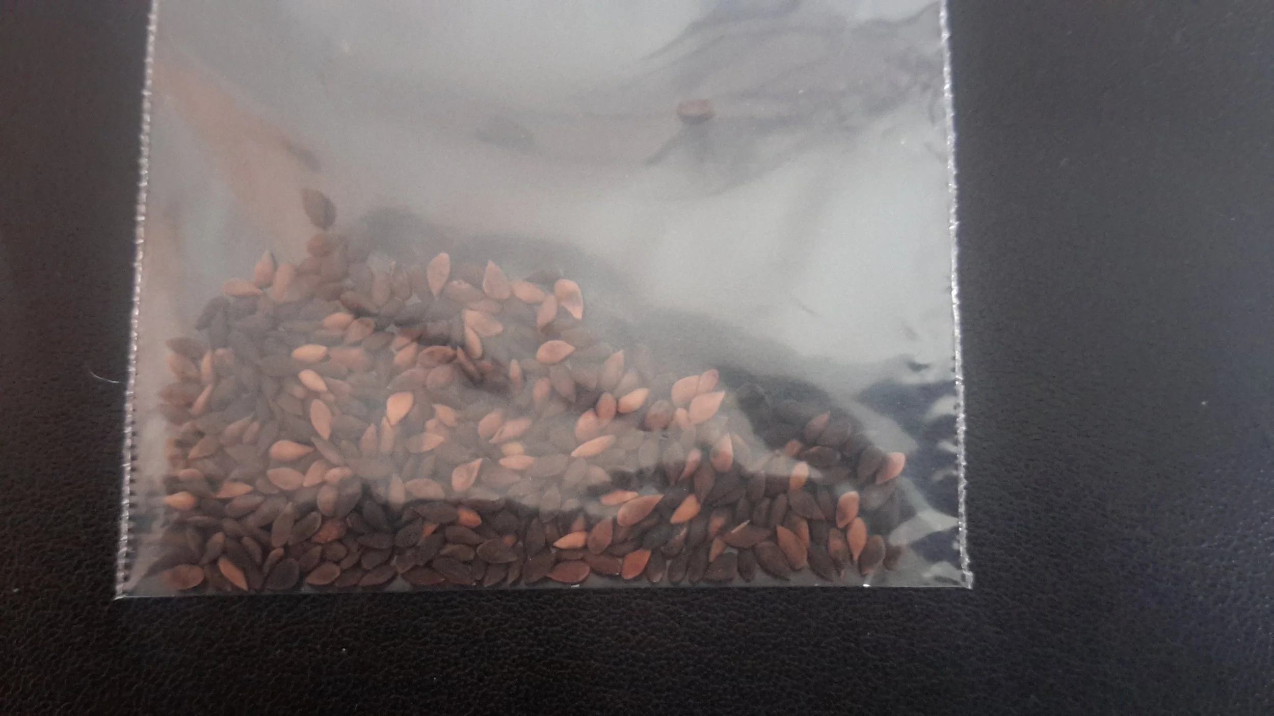 Black Spruce (Picea Mariana)