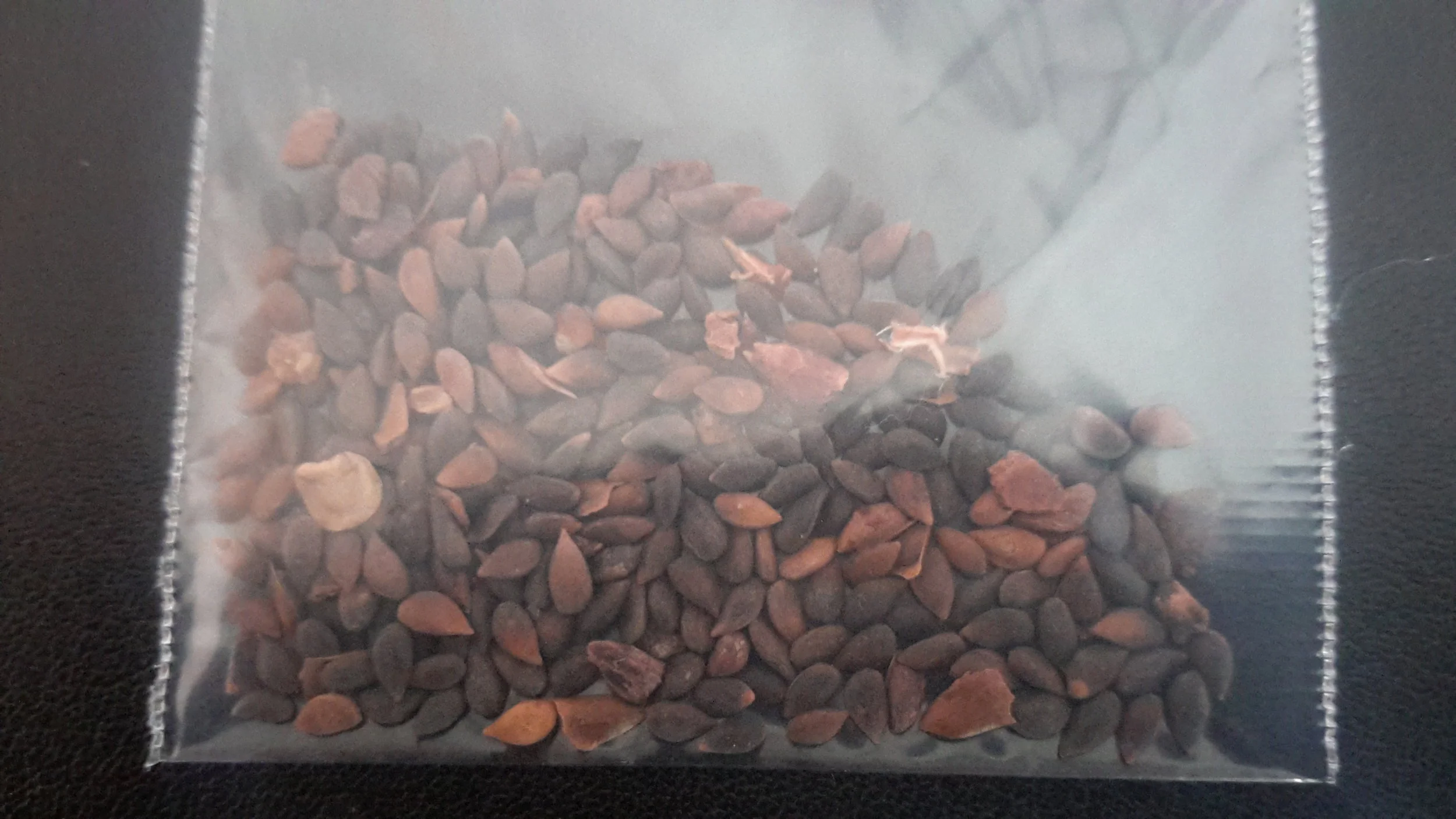 Serbian Spruce (Picea Omorika)