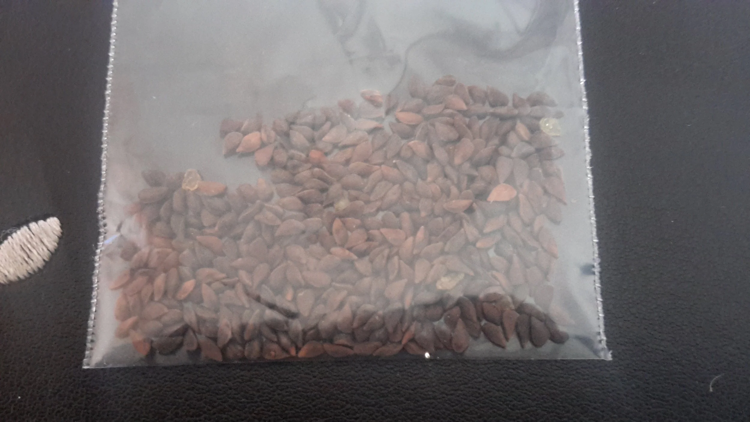 Sitka Spruce (Picea Sitchensis)