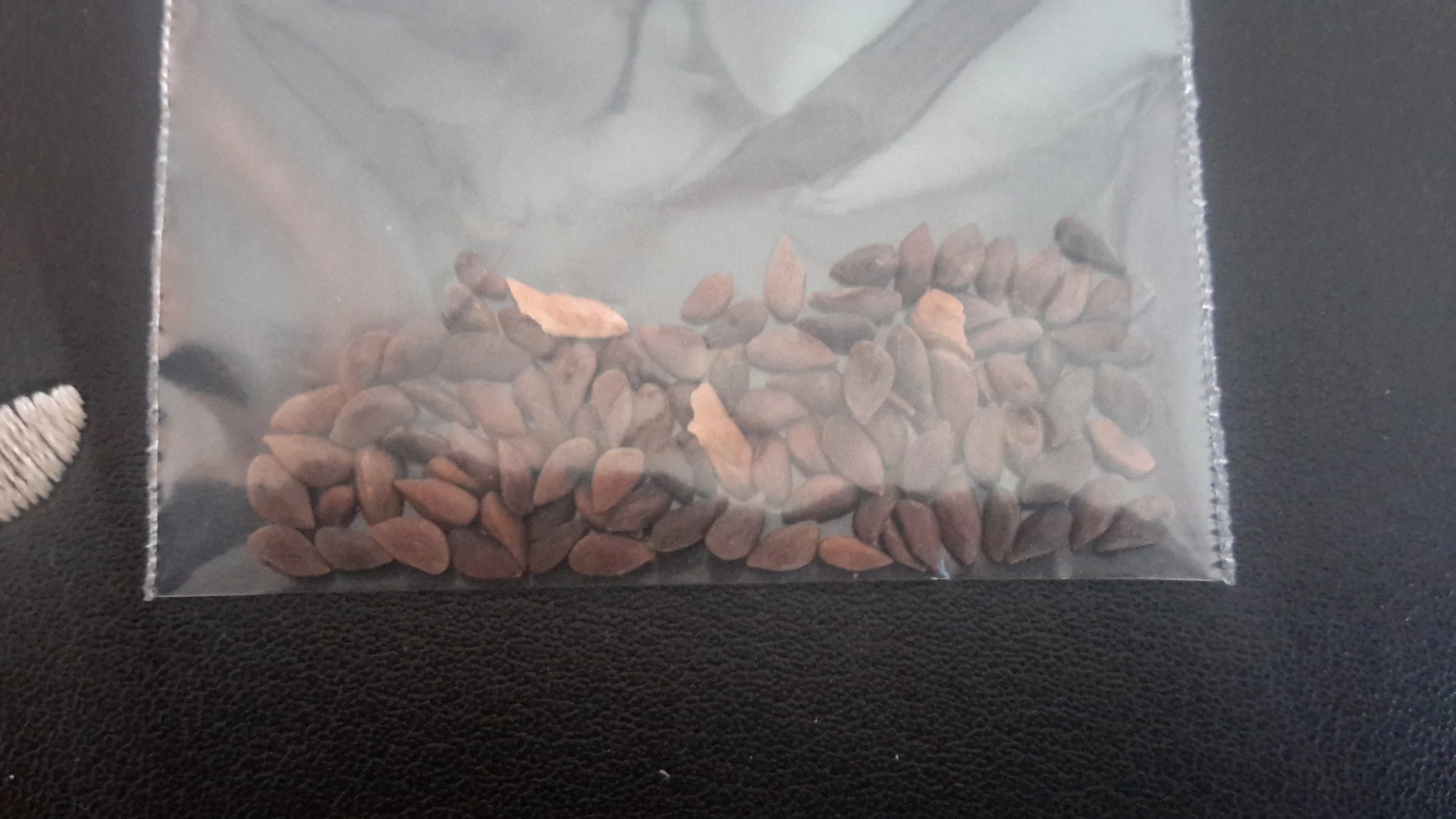 Wilson Spruce (Picea Wilsonii)