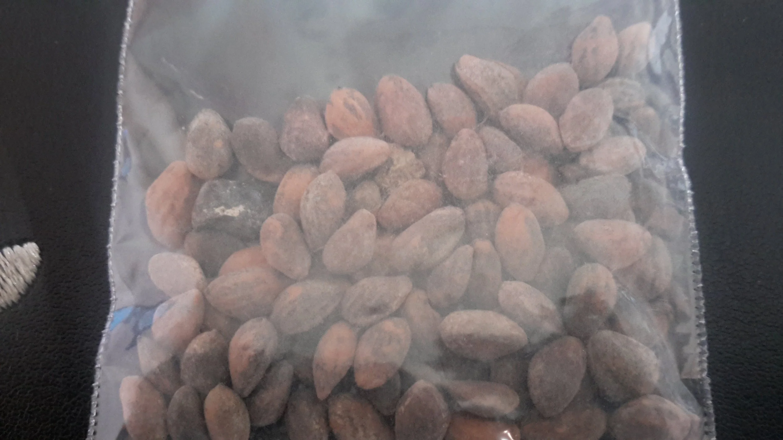 Turkish Pine (Pinus Brutia)