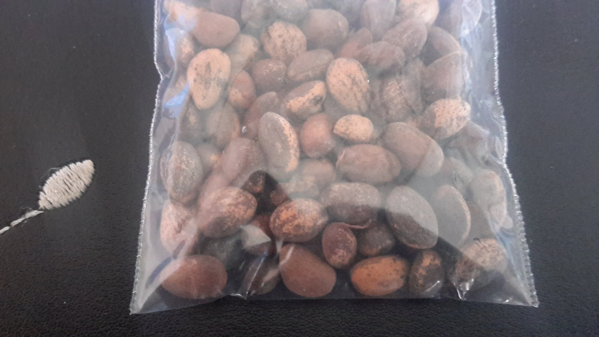 Lacebark Pine (Pinus Bungeana)