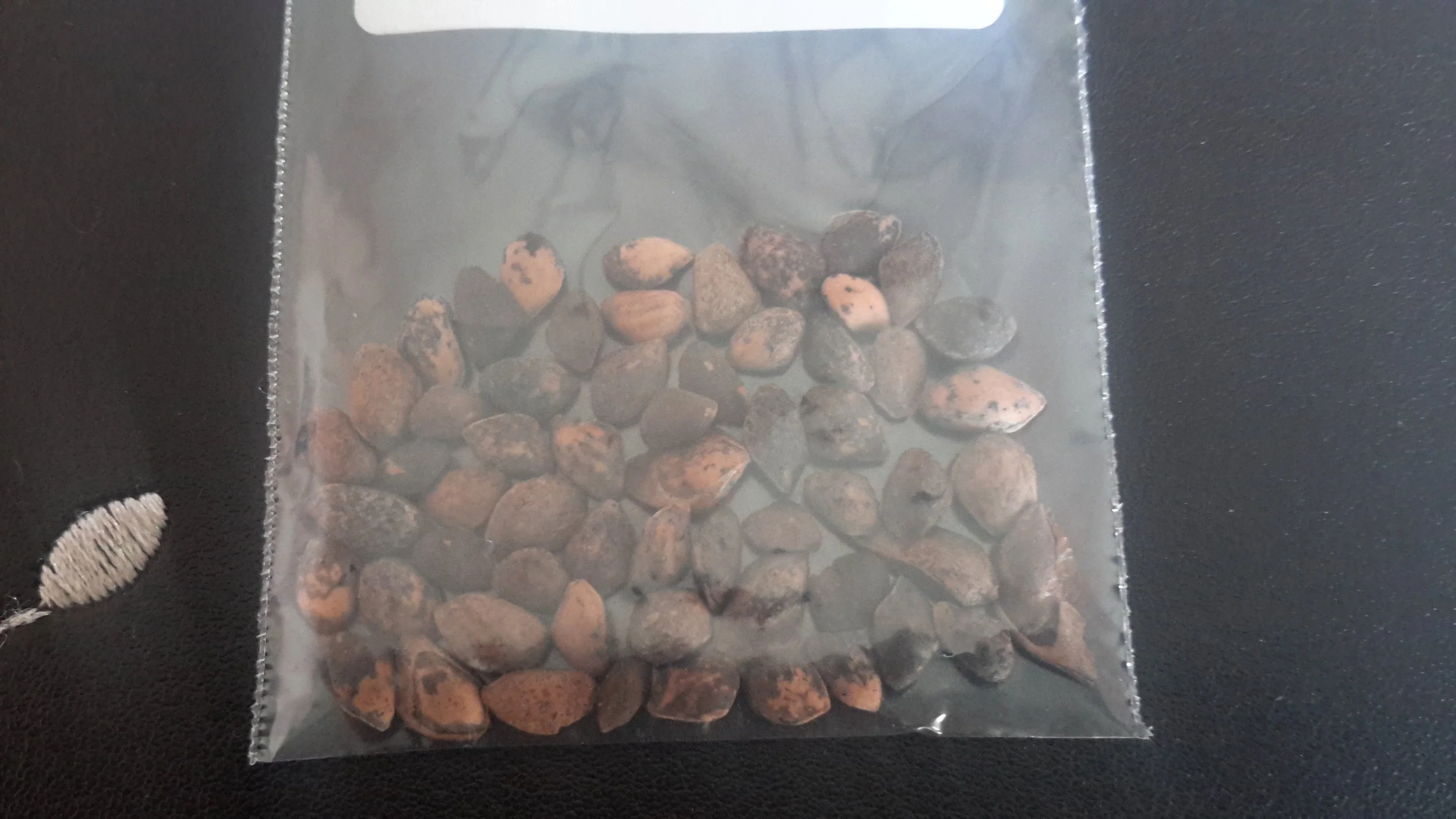 Slash Pine (Pinus Elliotii)