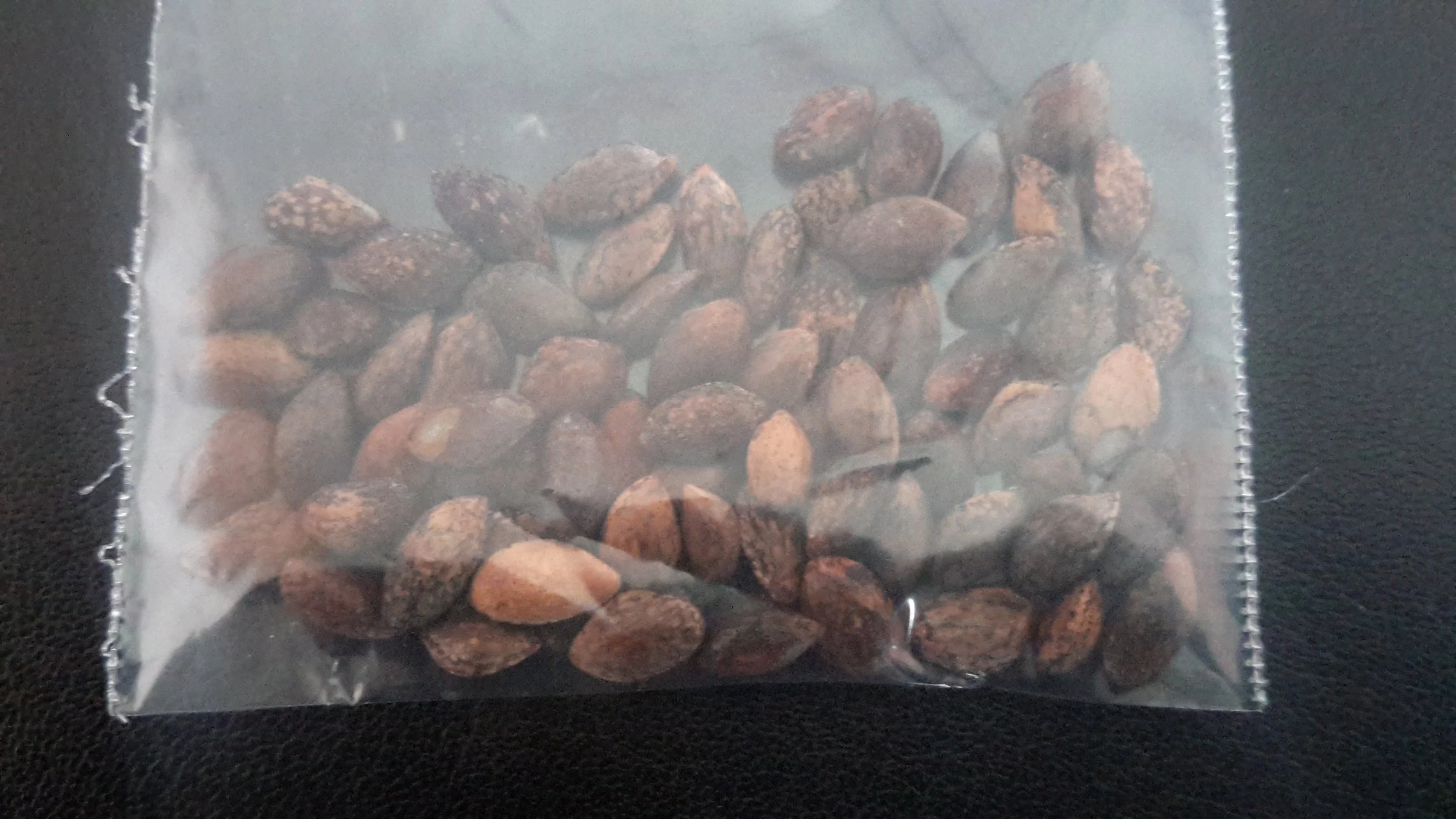 Bosnian Pine (Pinus Heldreichii)