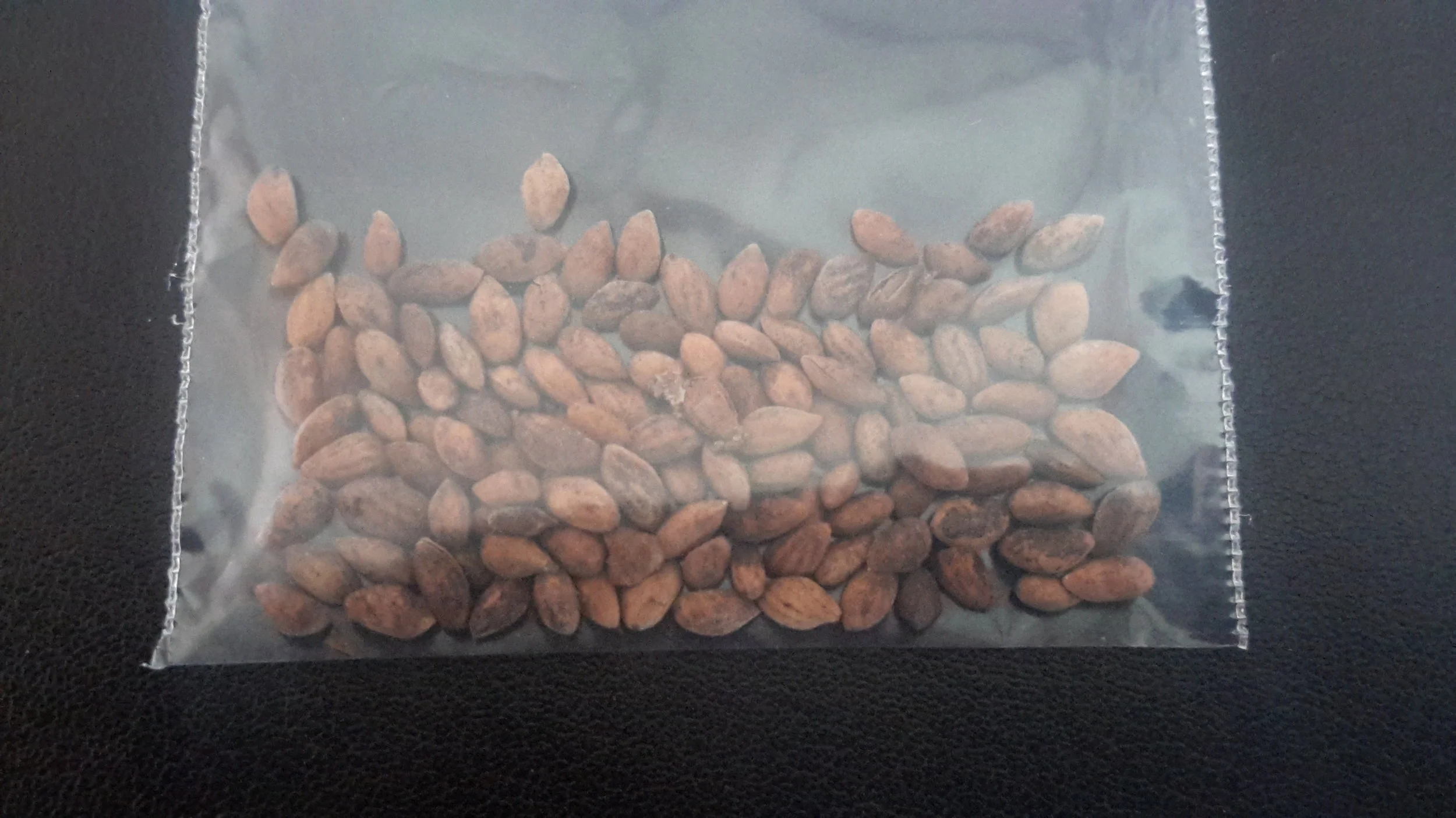 Chinese Red Pine (Pinus Massoniana)