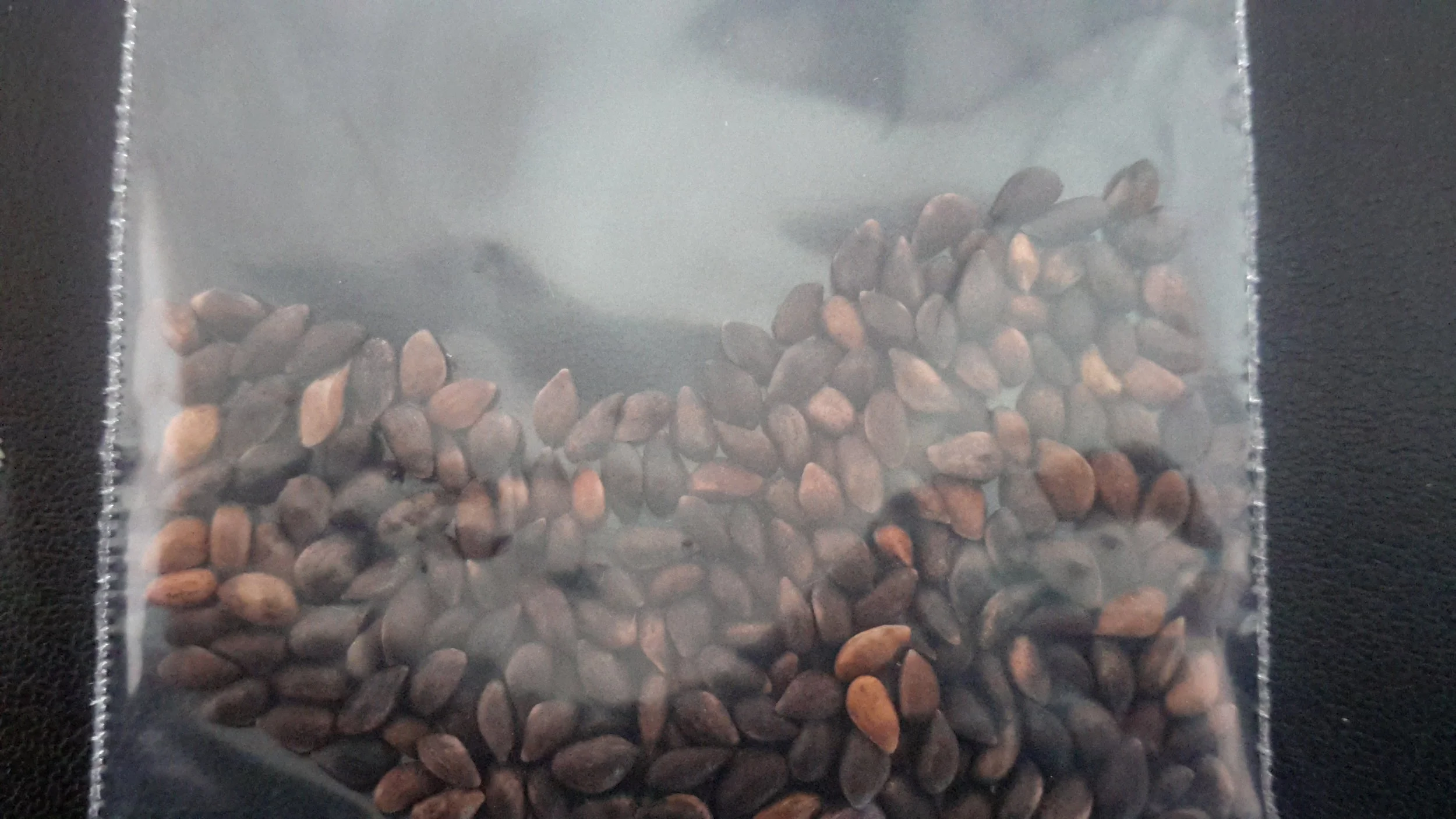 Dwarf Mountain Pine (Pinus Mugo Pumilio)