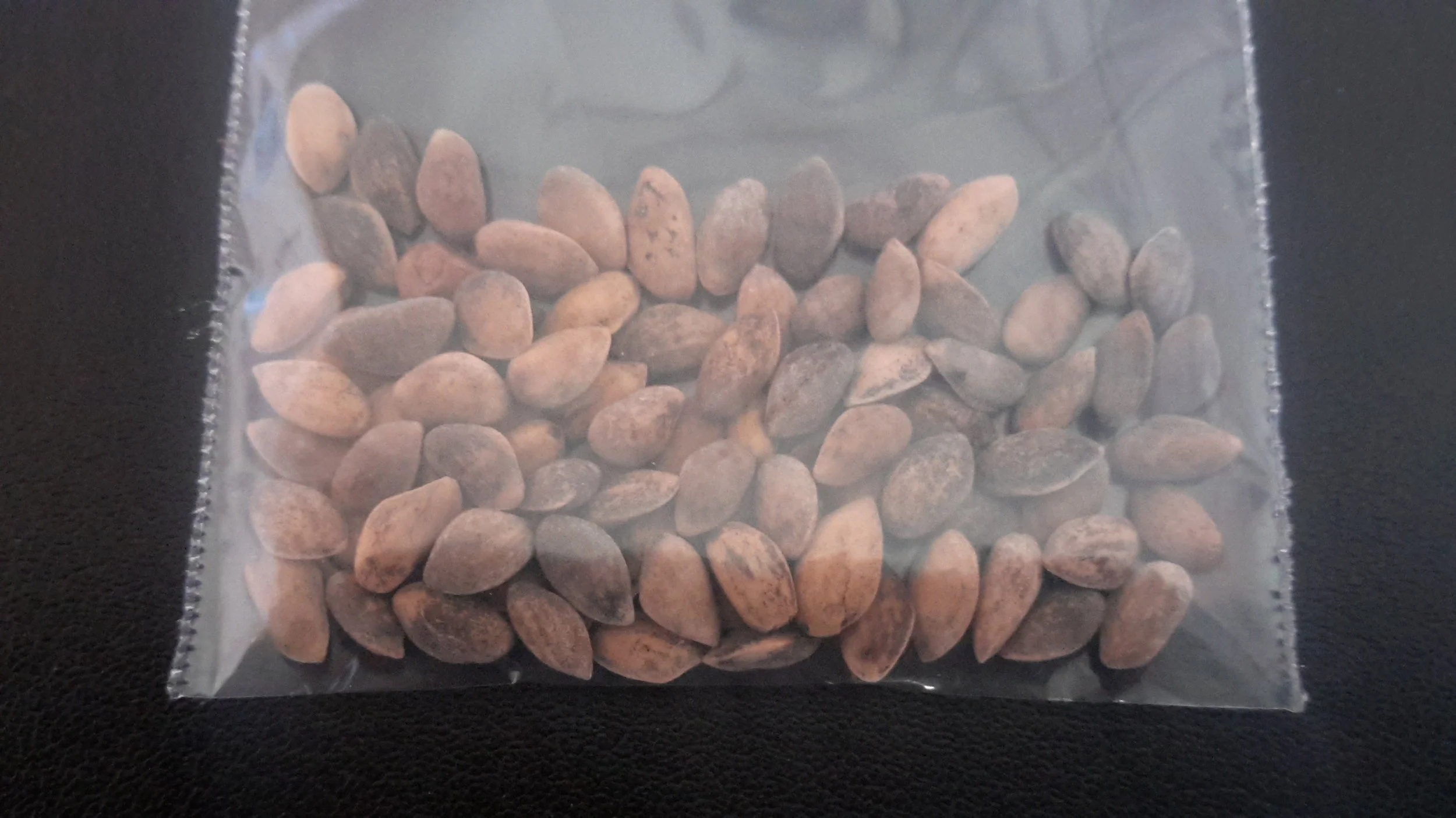 Austrian Pine (Pinus Nigra)