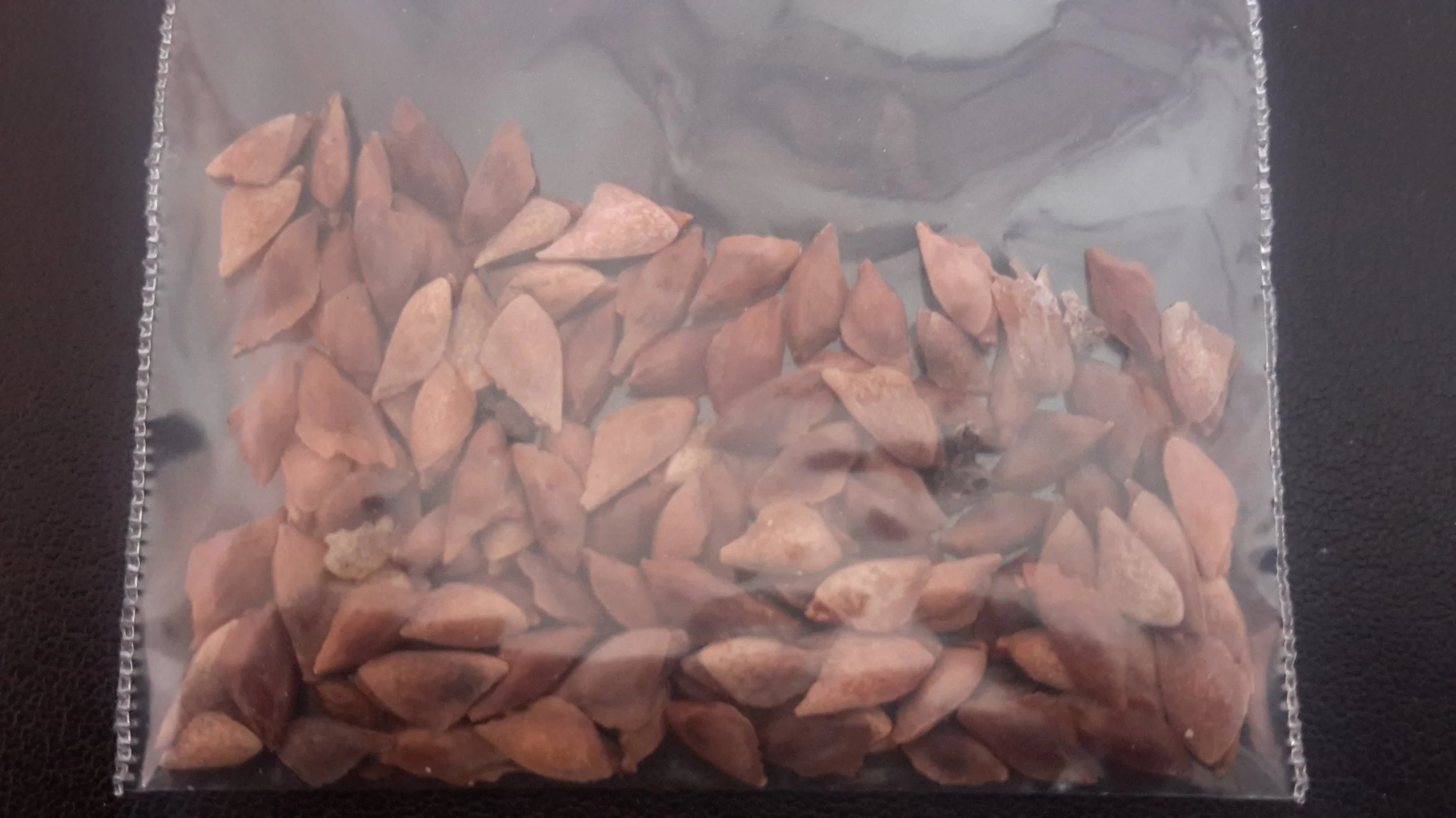 Douglas Fir (Pseudotsuga Menziesii)