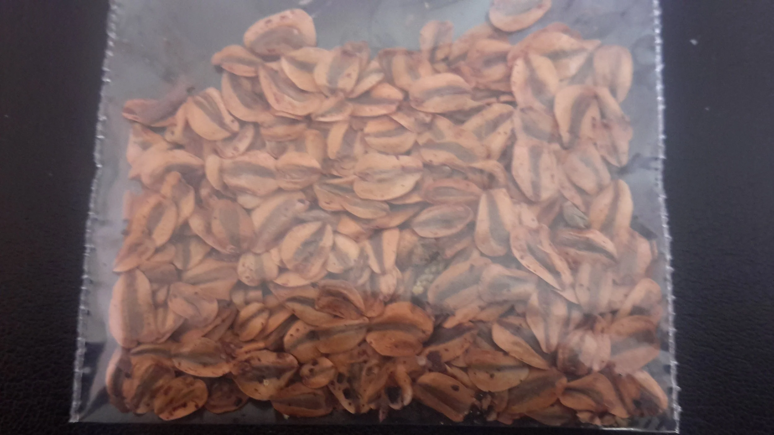 Giant Redwood (Sequoiadendron Giganteum)