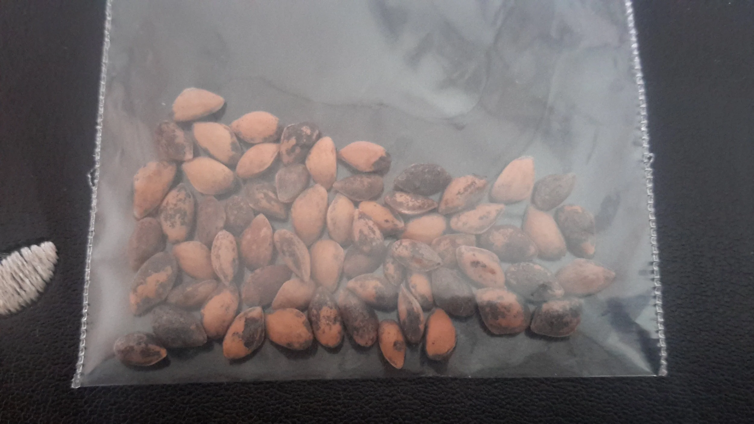 Mexican Weeping Pine (Pinus Patula)