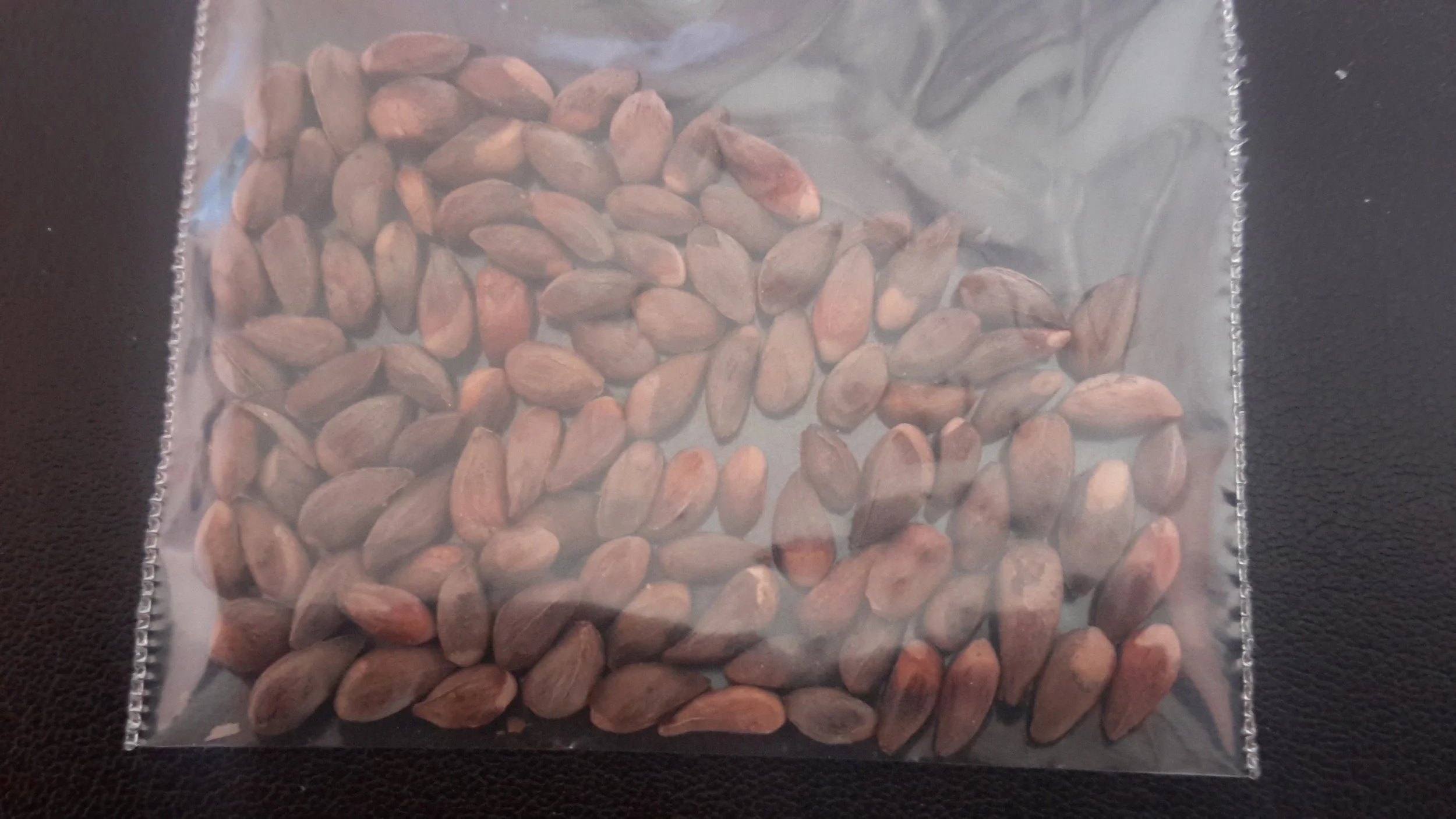 Chinese Arborvitae (Thuja Orientalis)