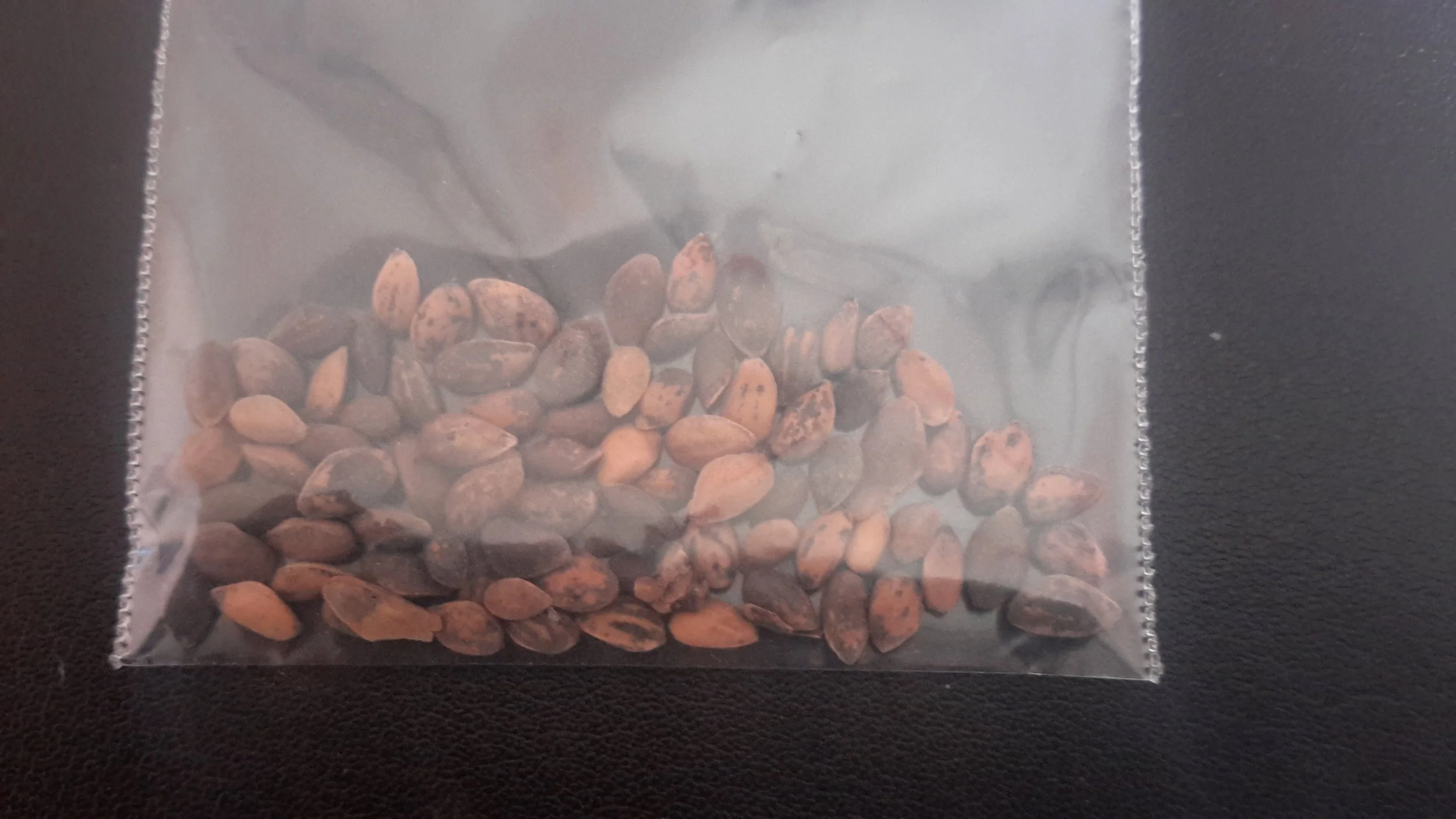 Yunnan Pine (Pinus Yunnanensis)