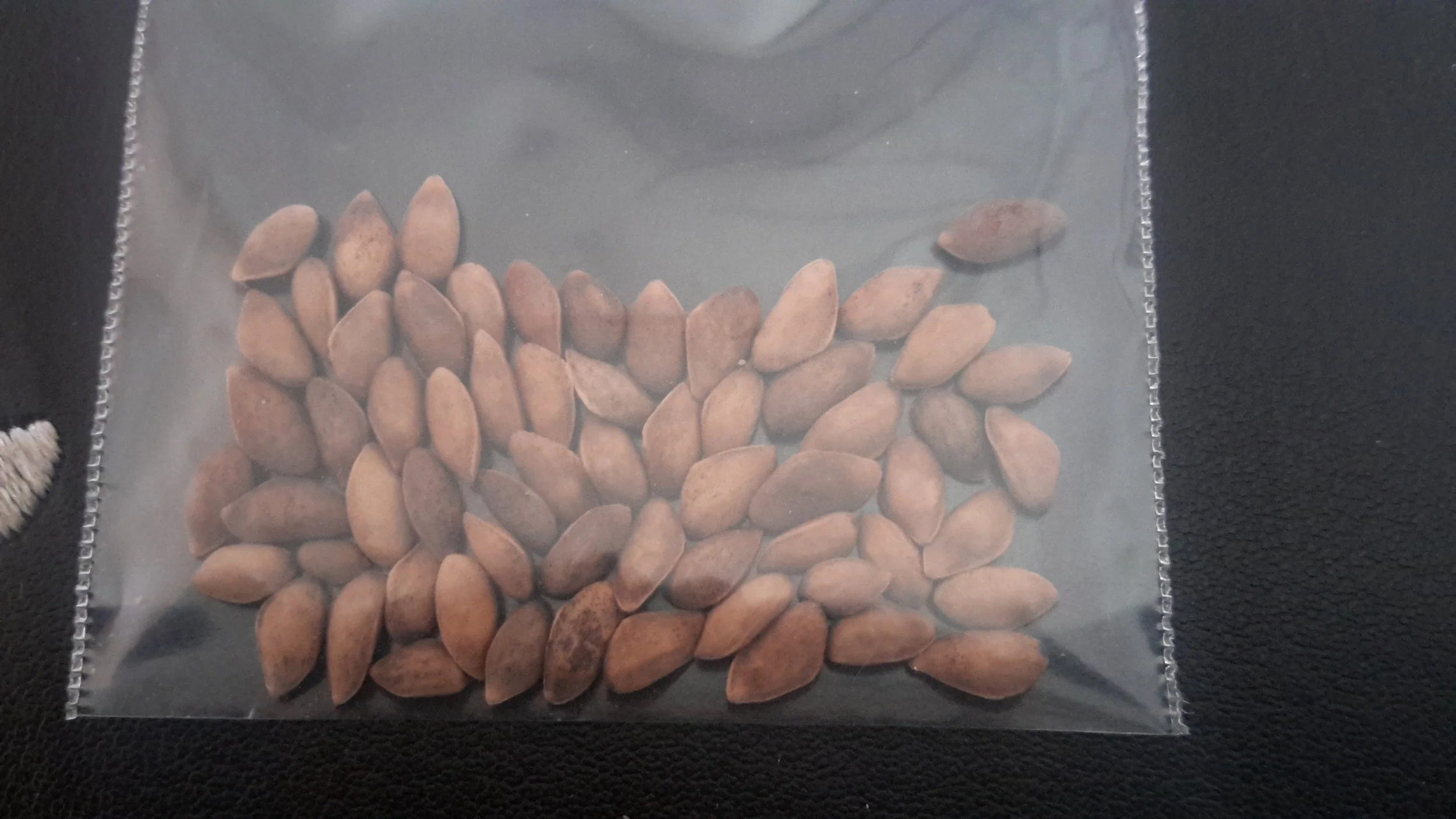 Corsican Pine (Pinus Nigra Maritima)