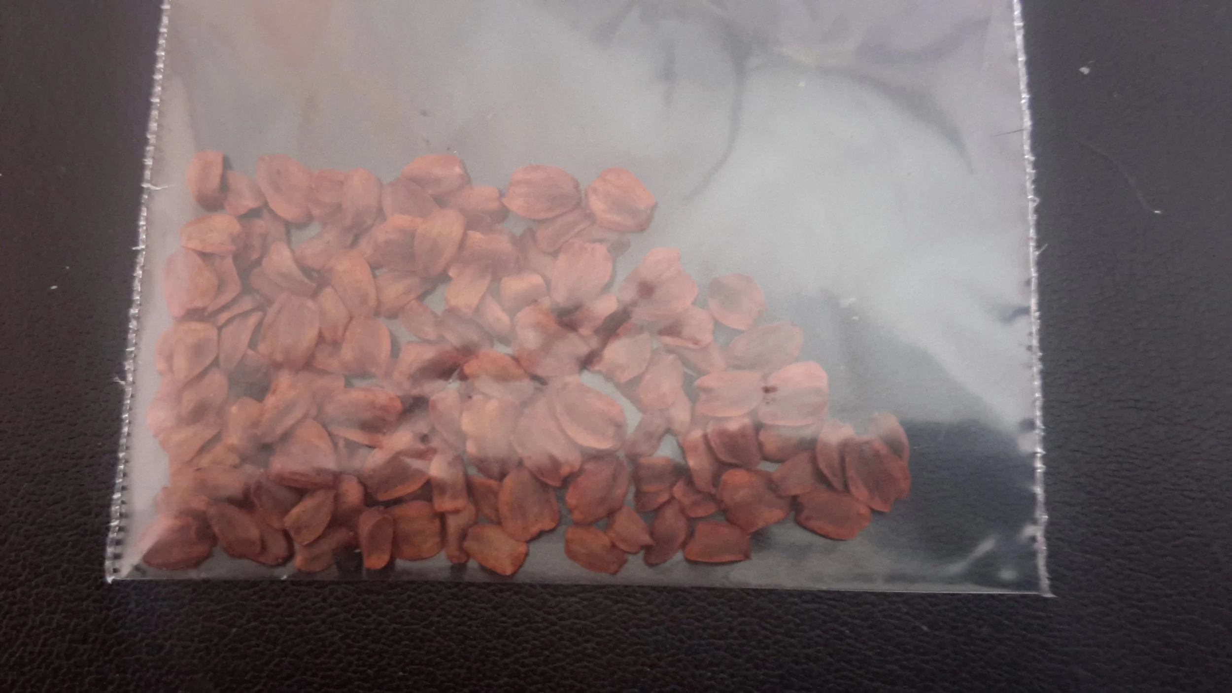 Coast Redwood (Sequoia Sempervirens)