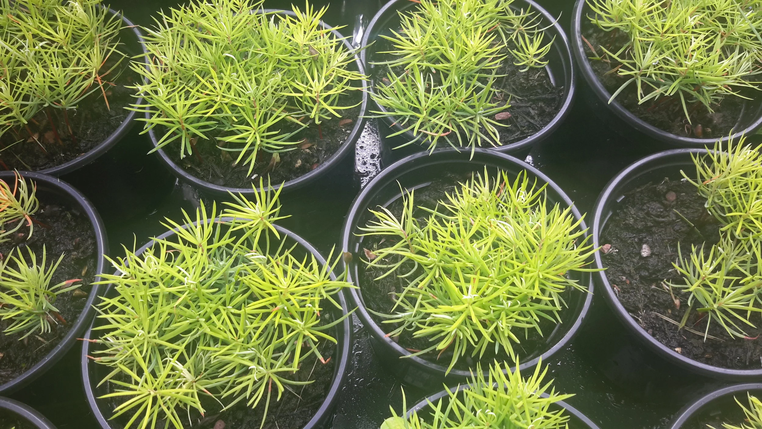 Douglas Fir (Pseudotsuga menziesii)