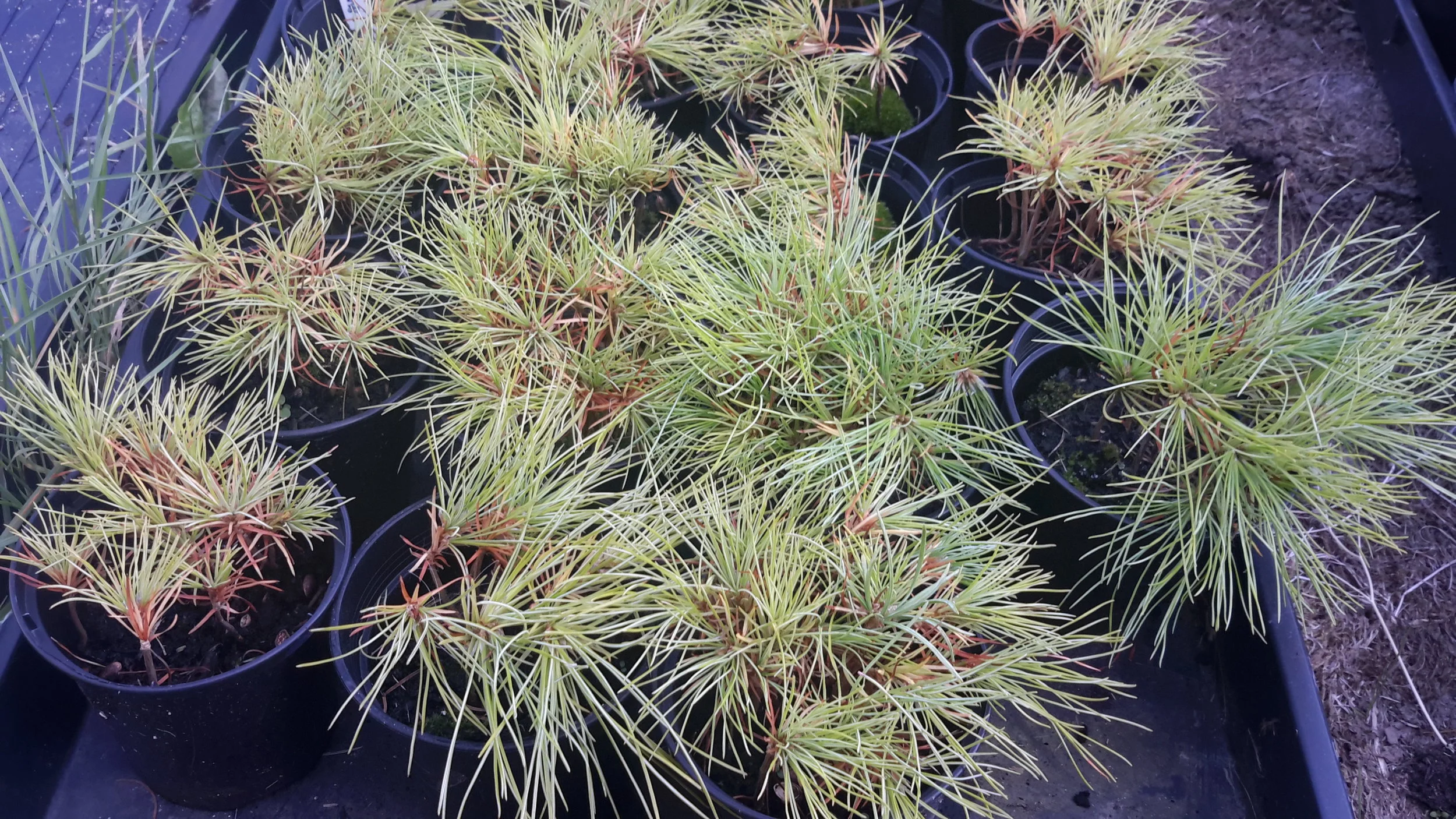 Bosnian Pine (Pinus Heldreichii)