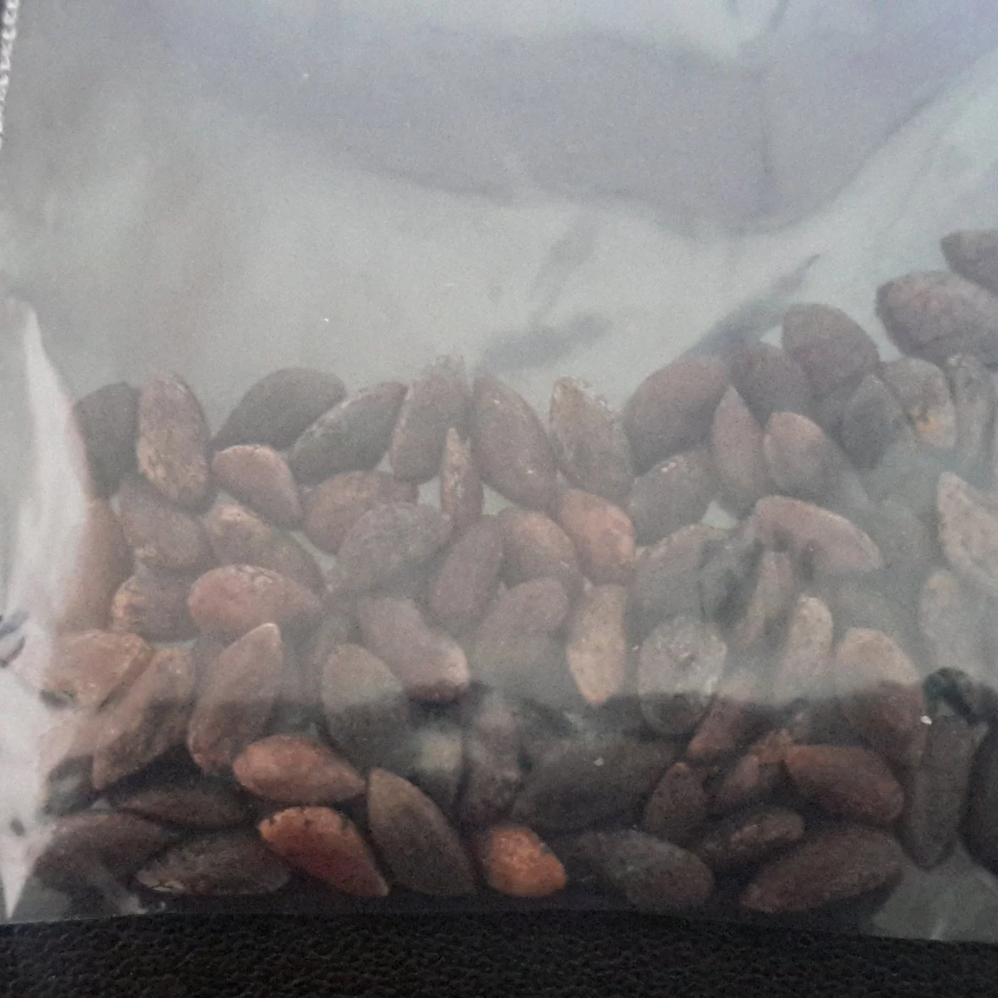 Aleppo Pine (Pinus Halepensis)