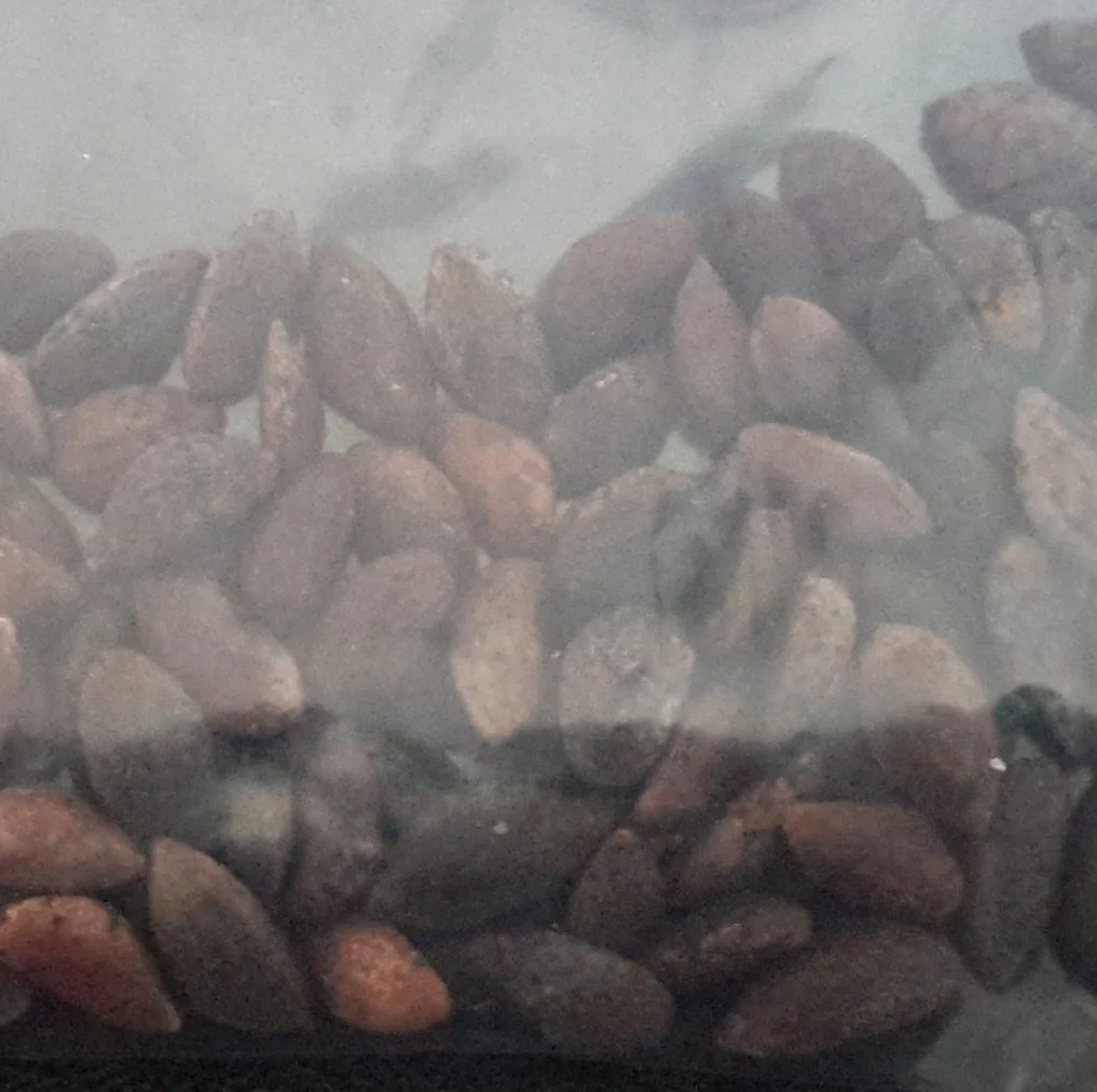 Aleppo Pine seed packs