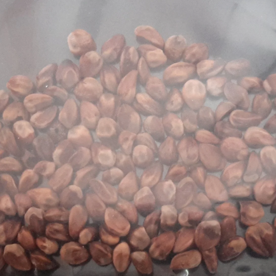 Red Cedar Seeds – How to Grow Cedar Trees From Seed – MKEAYJ