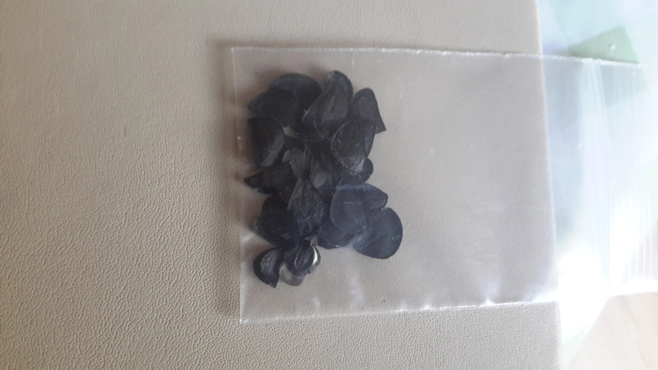 Yucca Angustifolia v. Toftiae Seeds