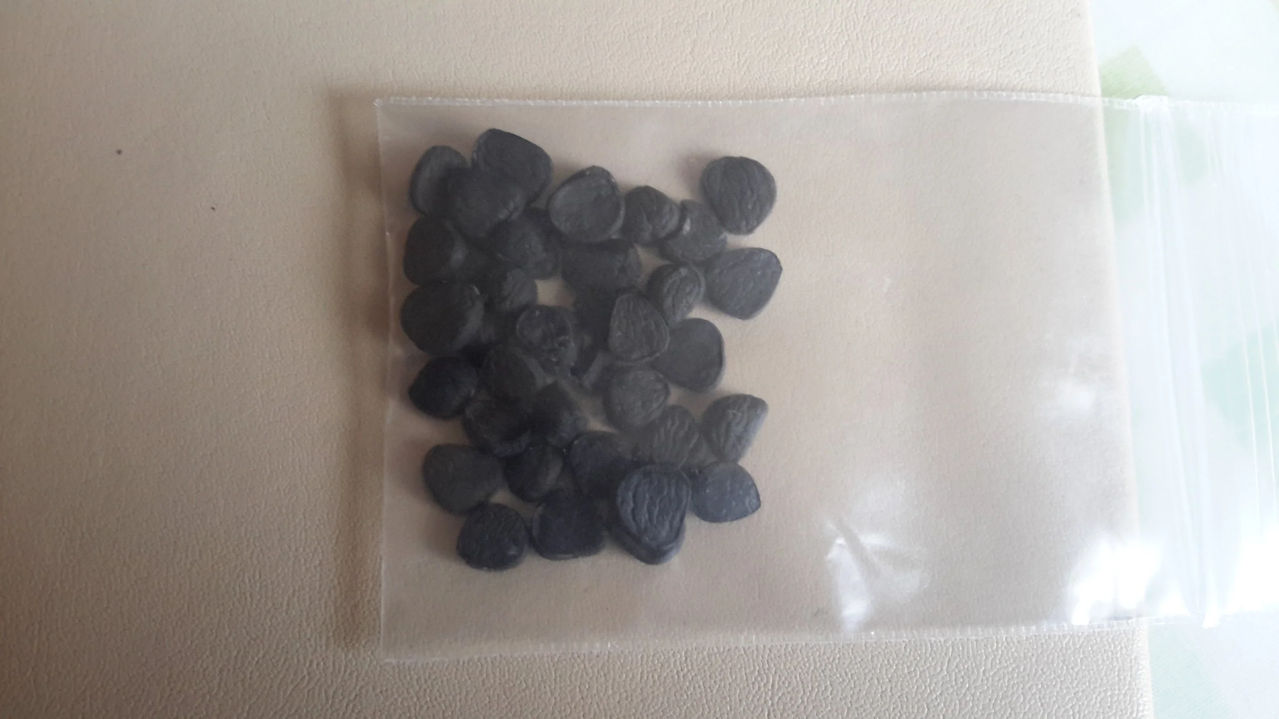 Yucca Australis Seeds