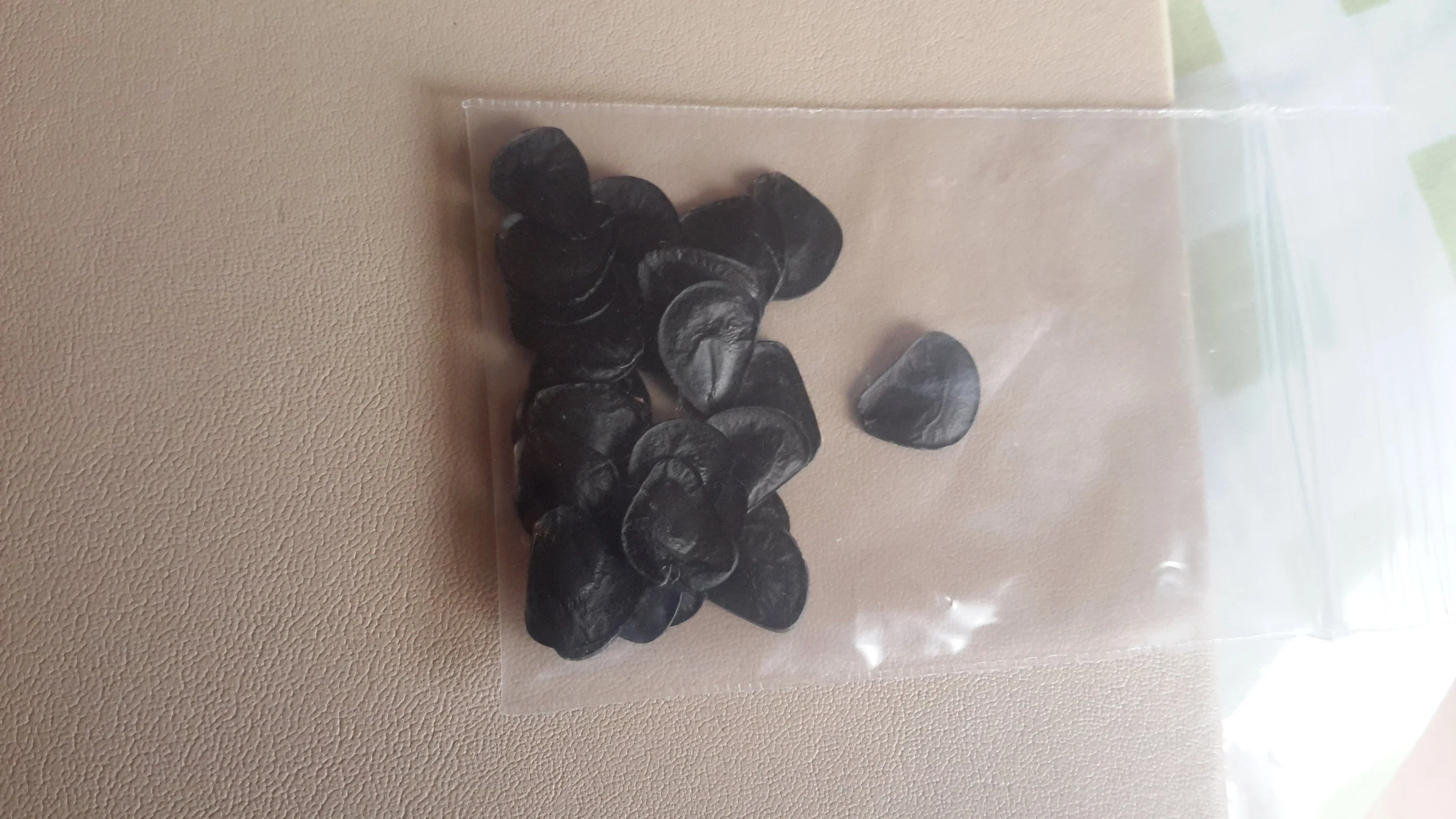 Yucca Campestris Seeds