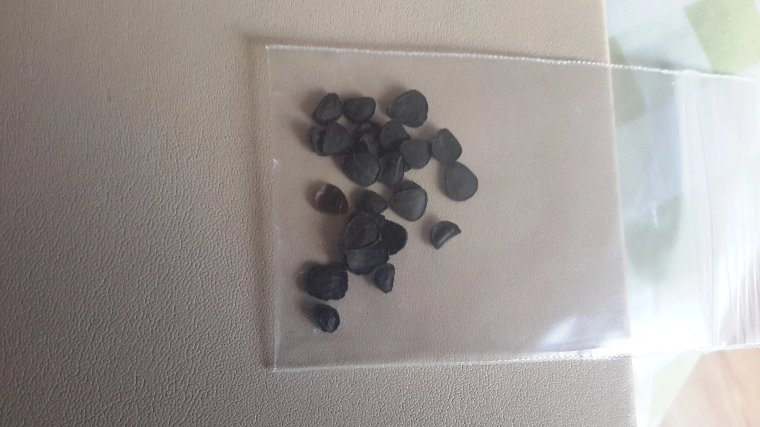 Yucca Carnerosana Seeds