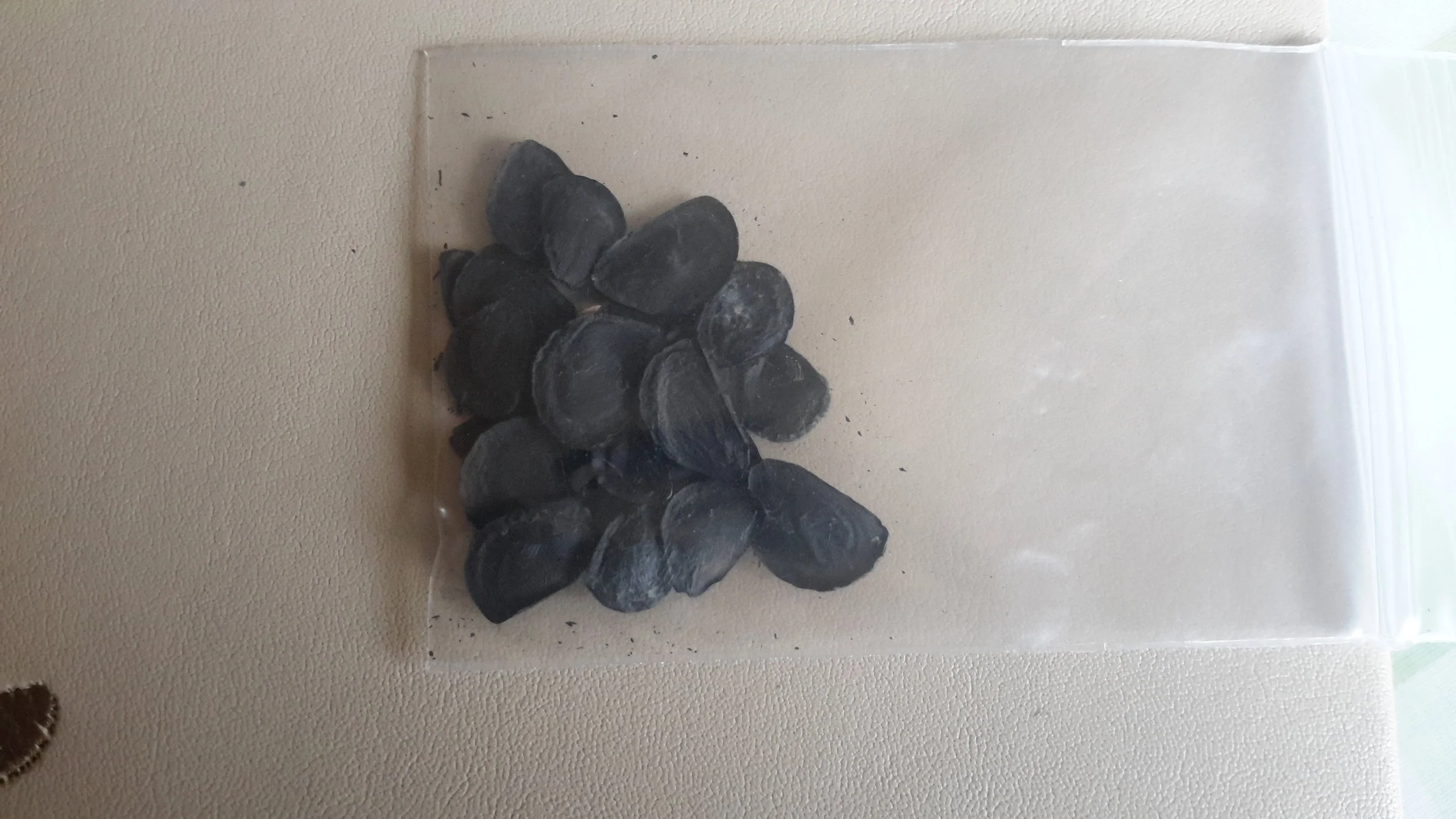 Yucca Constricta Seeds