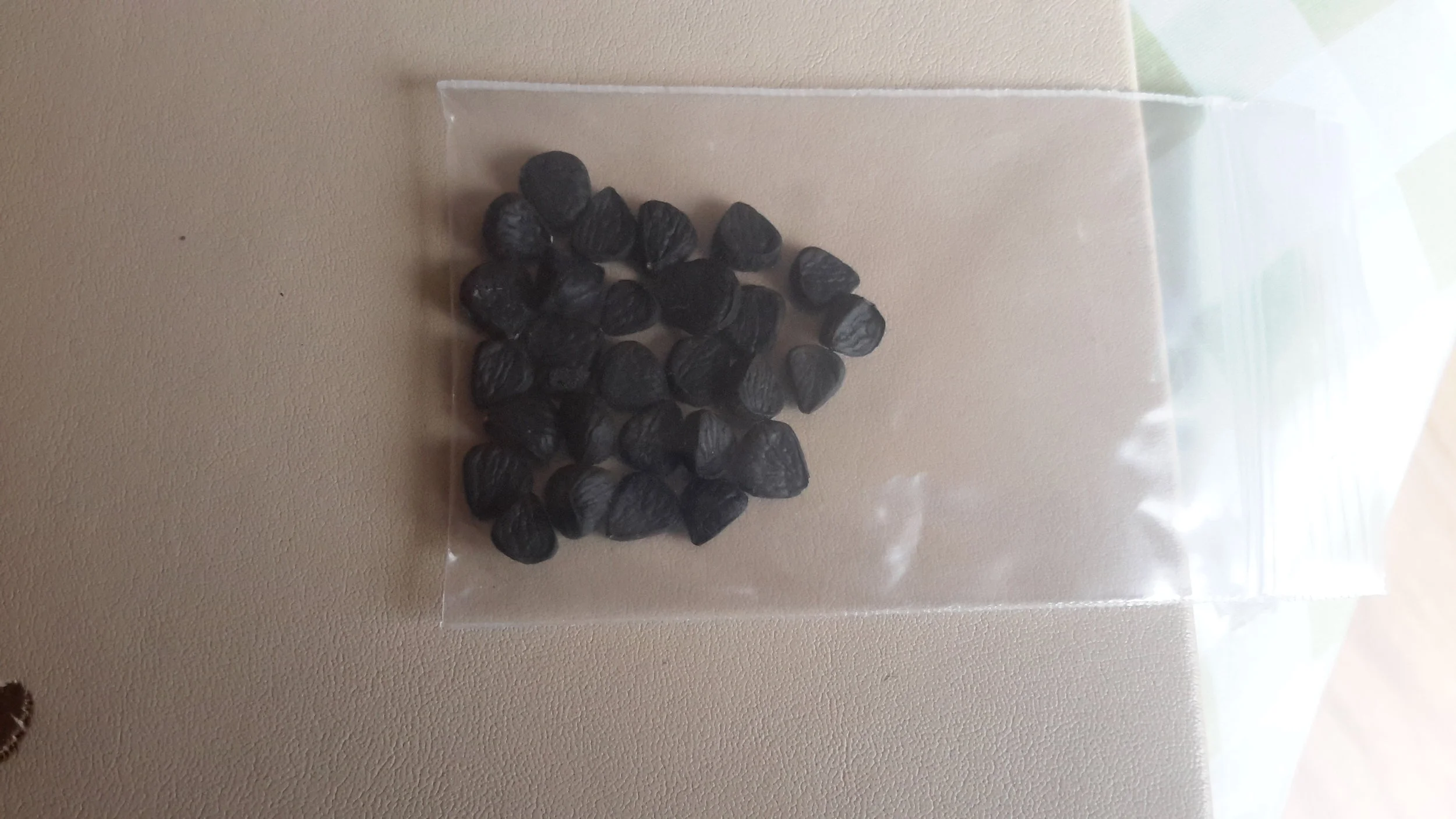 Yucca Faxoniana Seeds