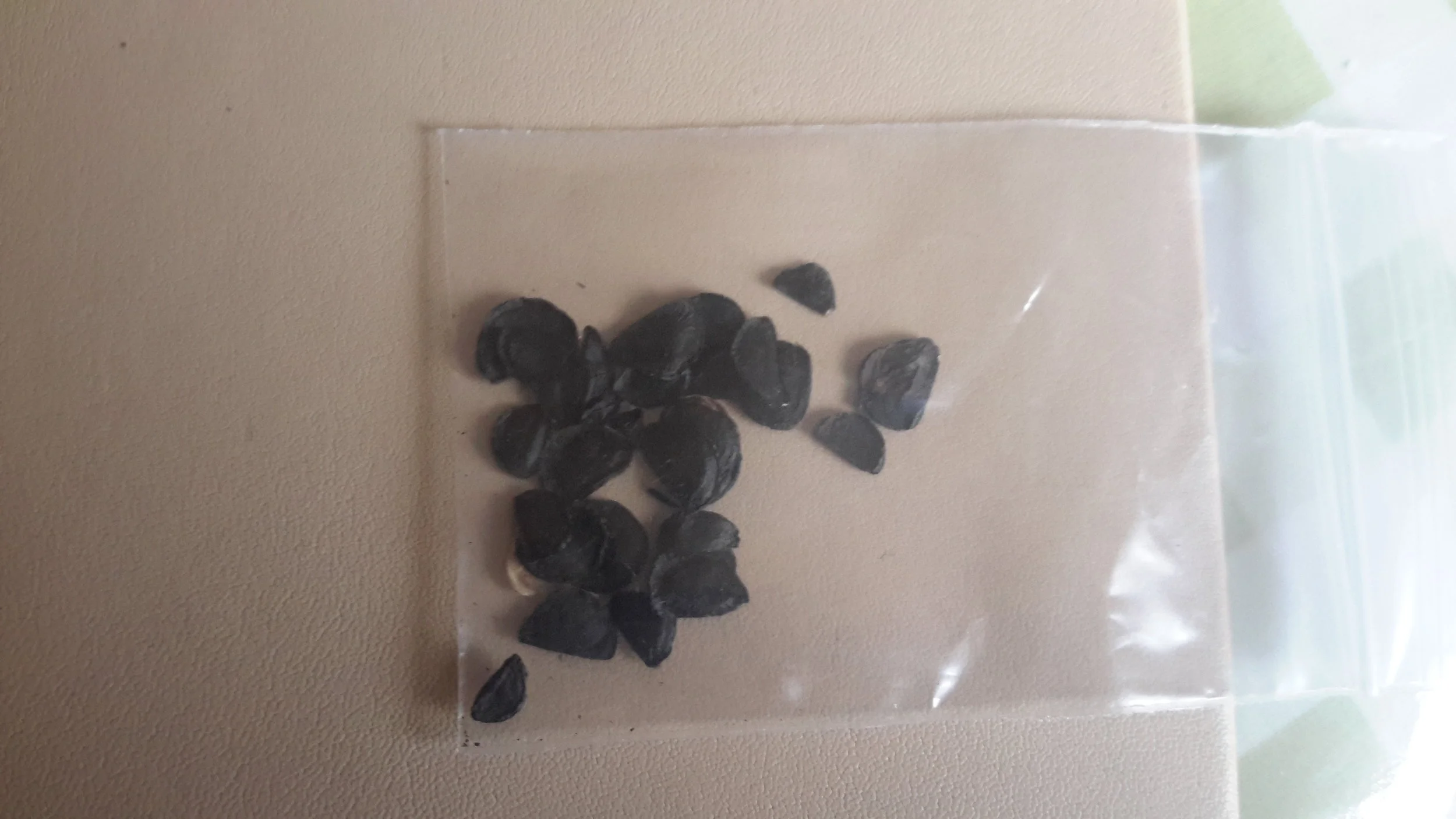 Yucca Filamentosa Seeds