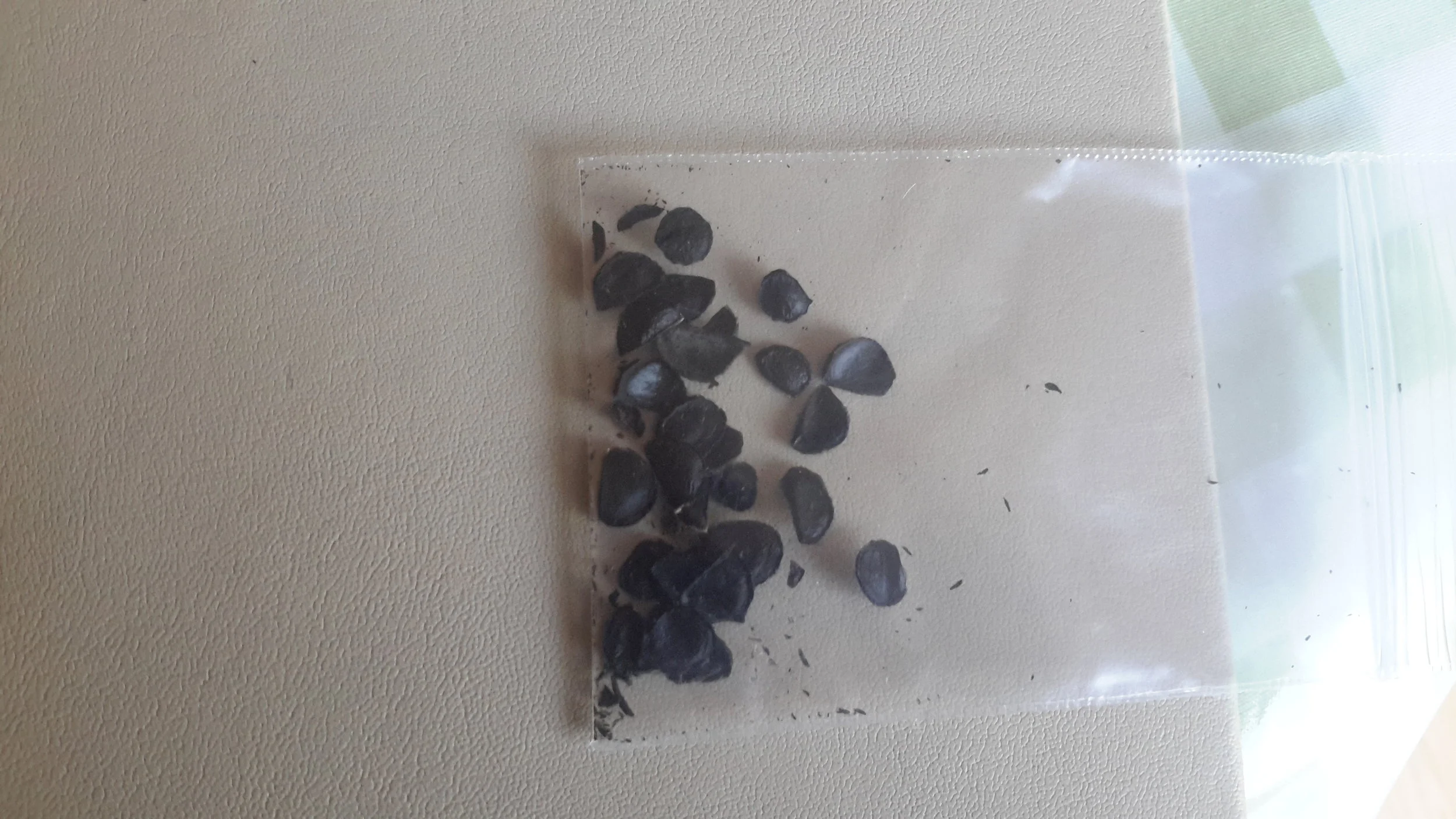 Yucca Flaccida Seeds