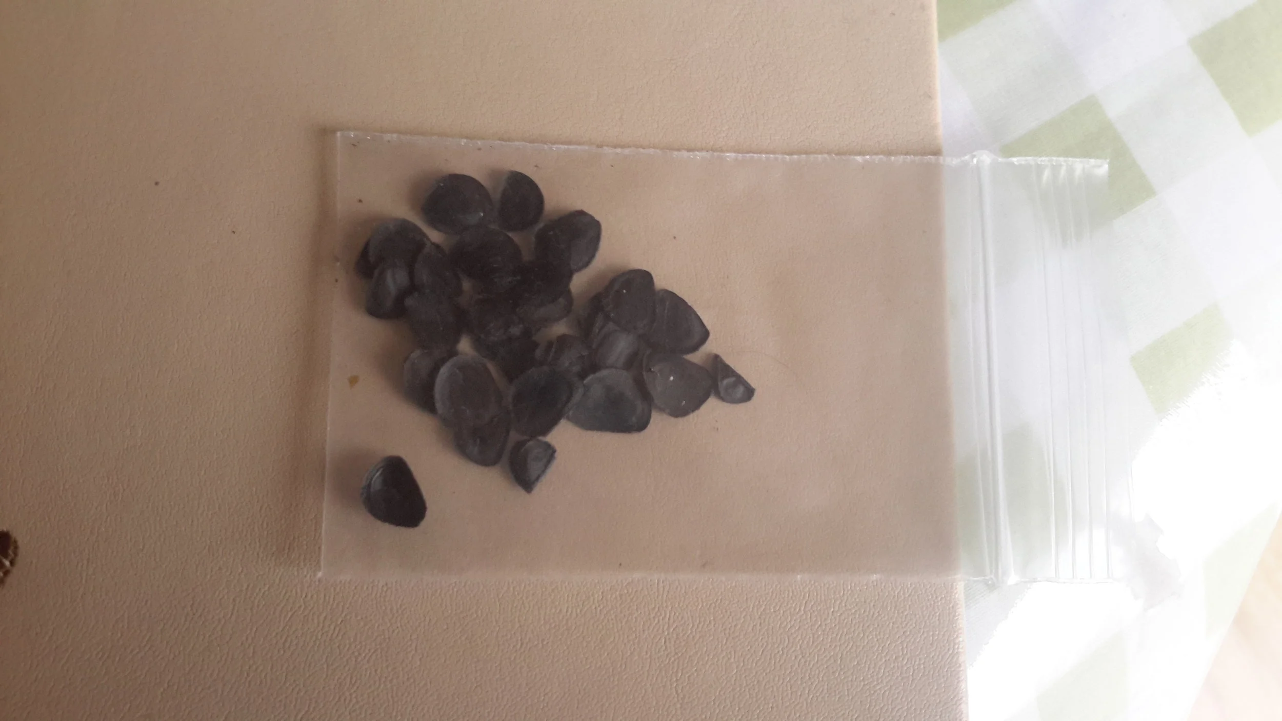 Yucca Reverchonii Seeds