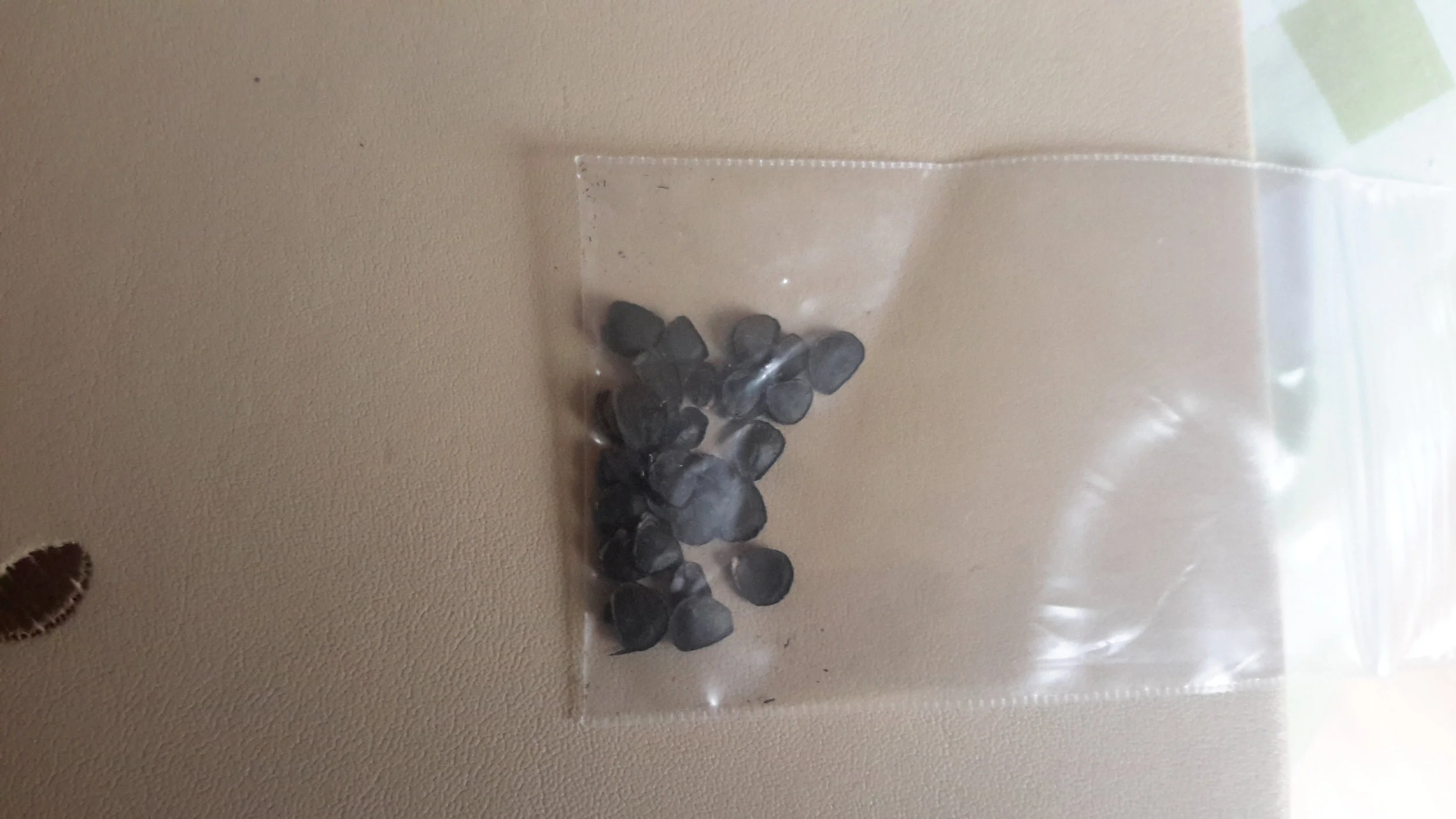 Yucca Rupicola Seeds