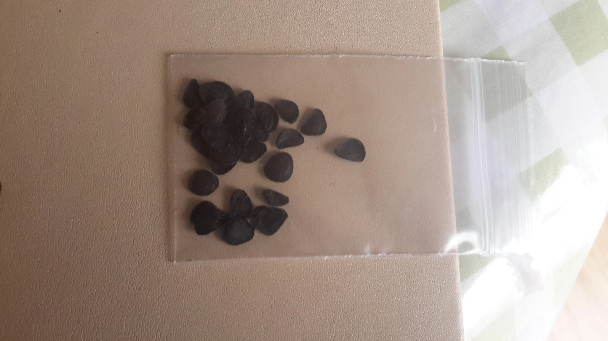 Yucca Utahensis Seeds