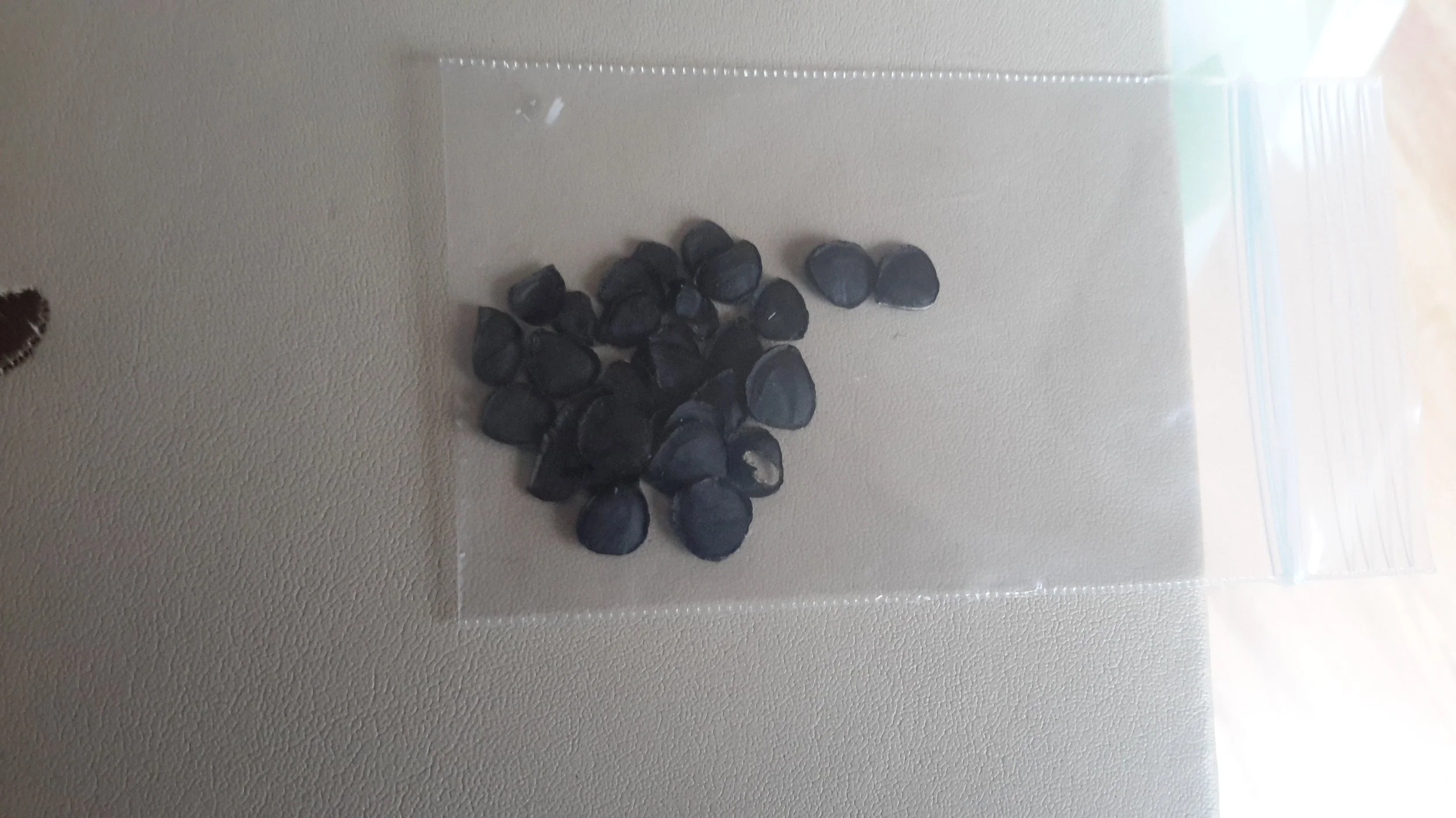 Yucca Whipplei Seeds